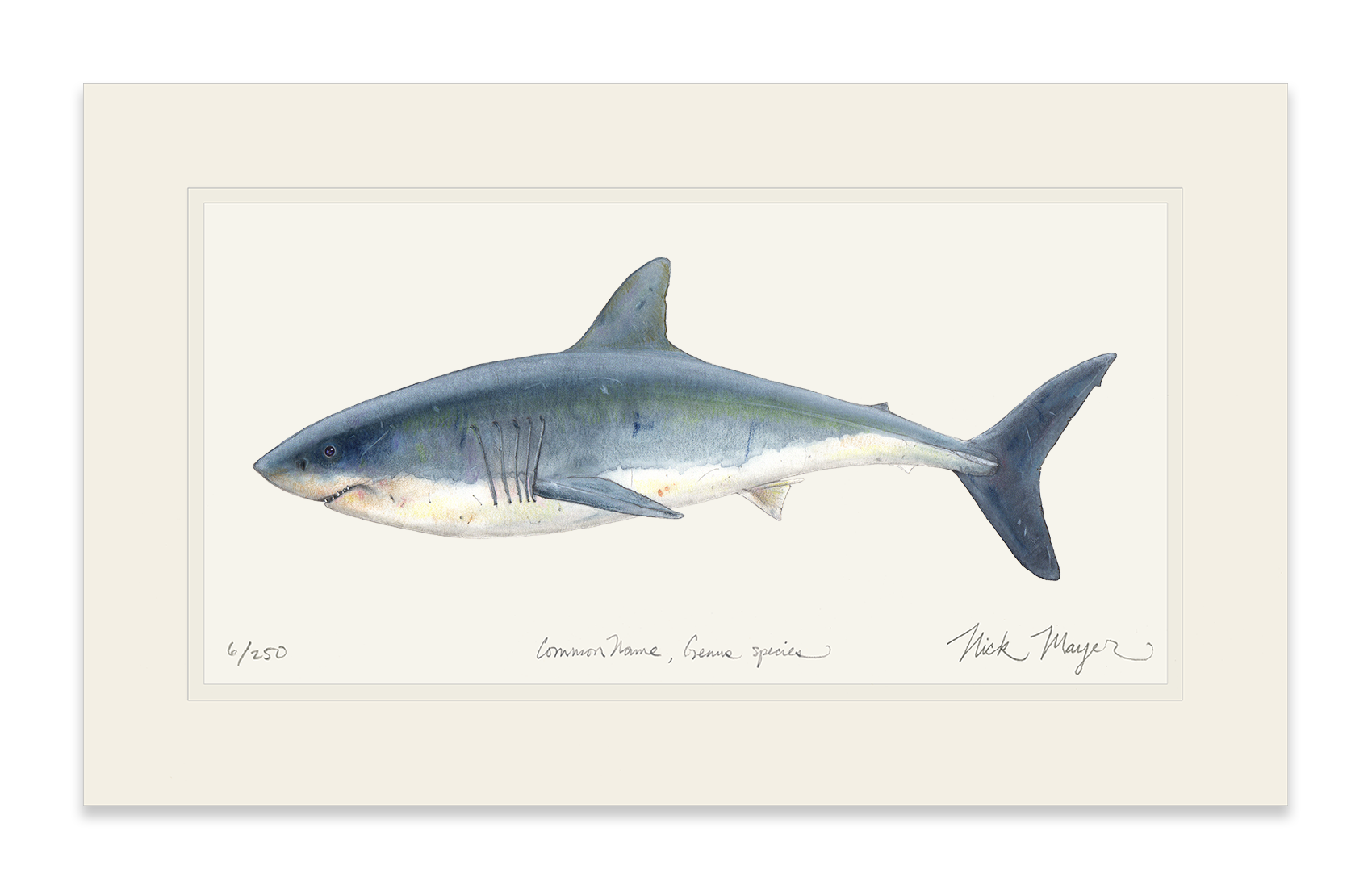 Great White Shark Limited Edition Print