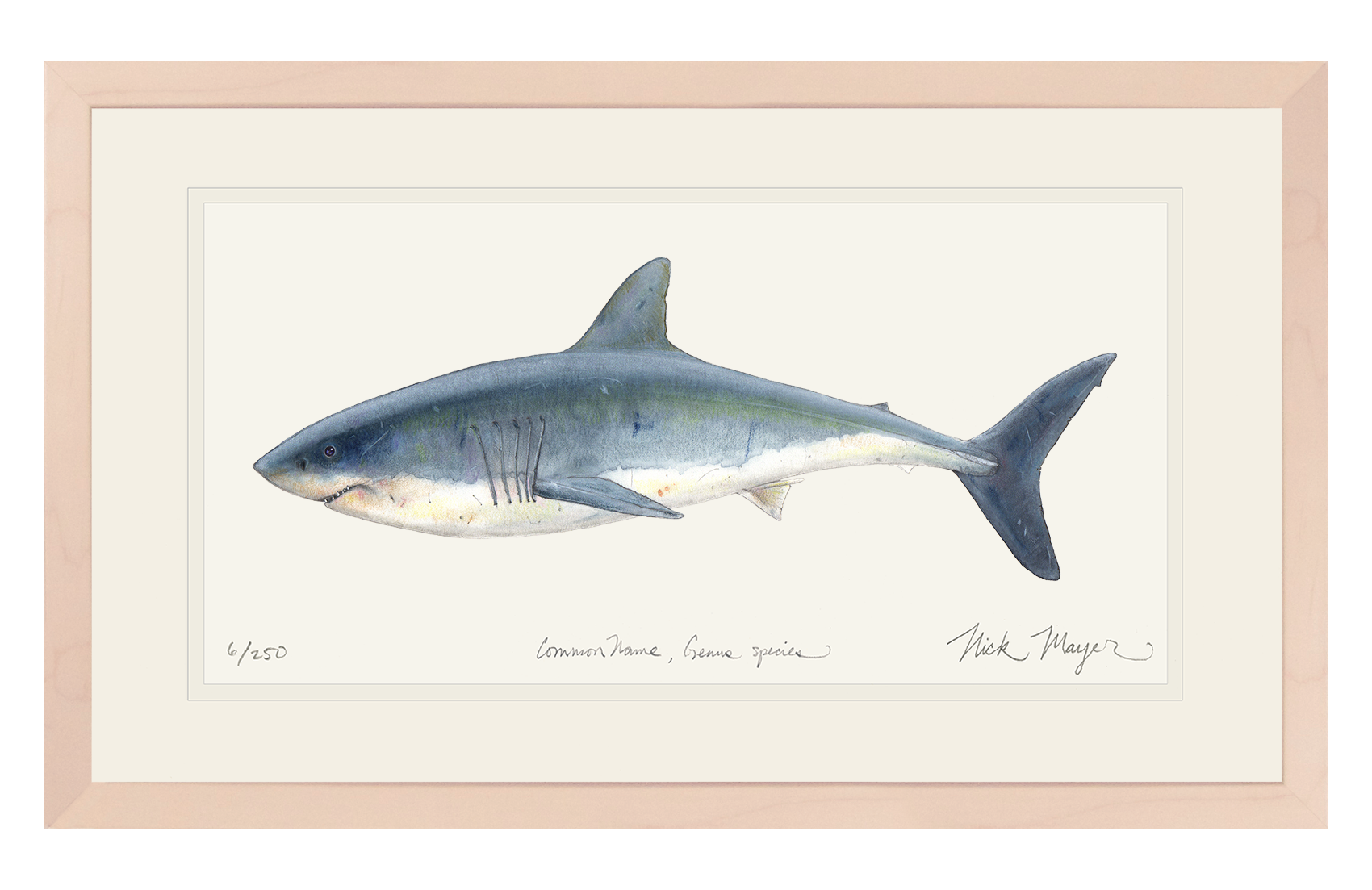 Great White Shark Limited Edition Print