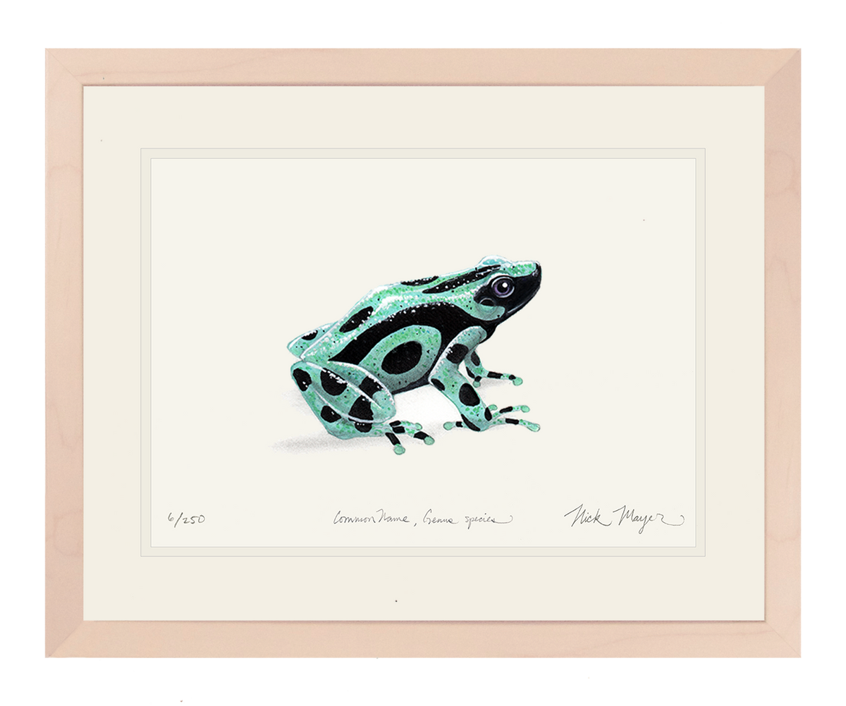Poison Dart Frog Photographic Print for Sale by littlemandyart