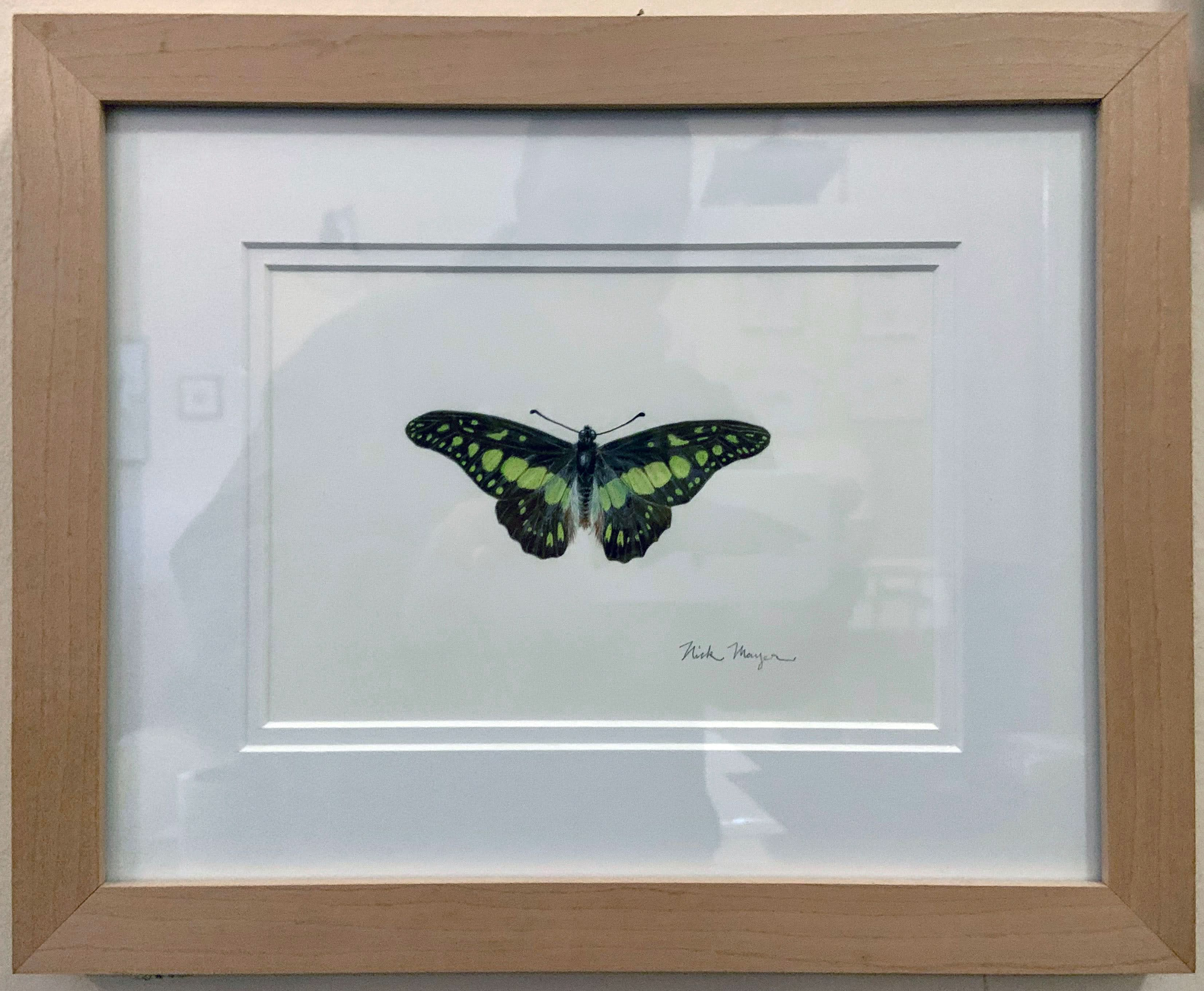 Electric Green Swordtail Butterfly Original Painting