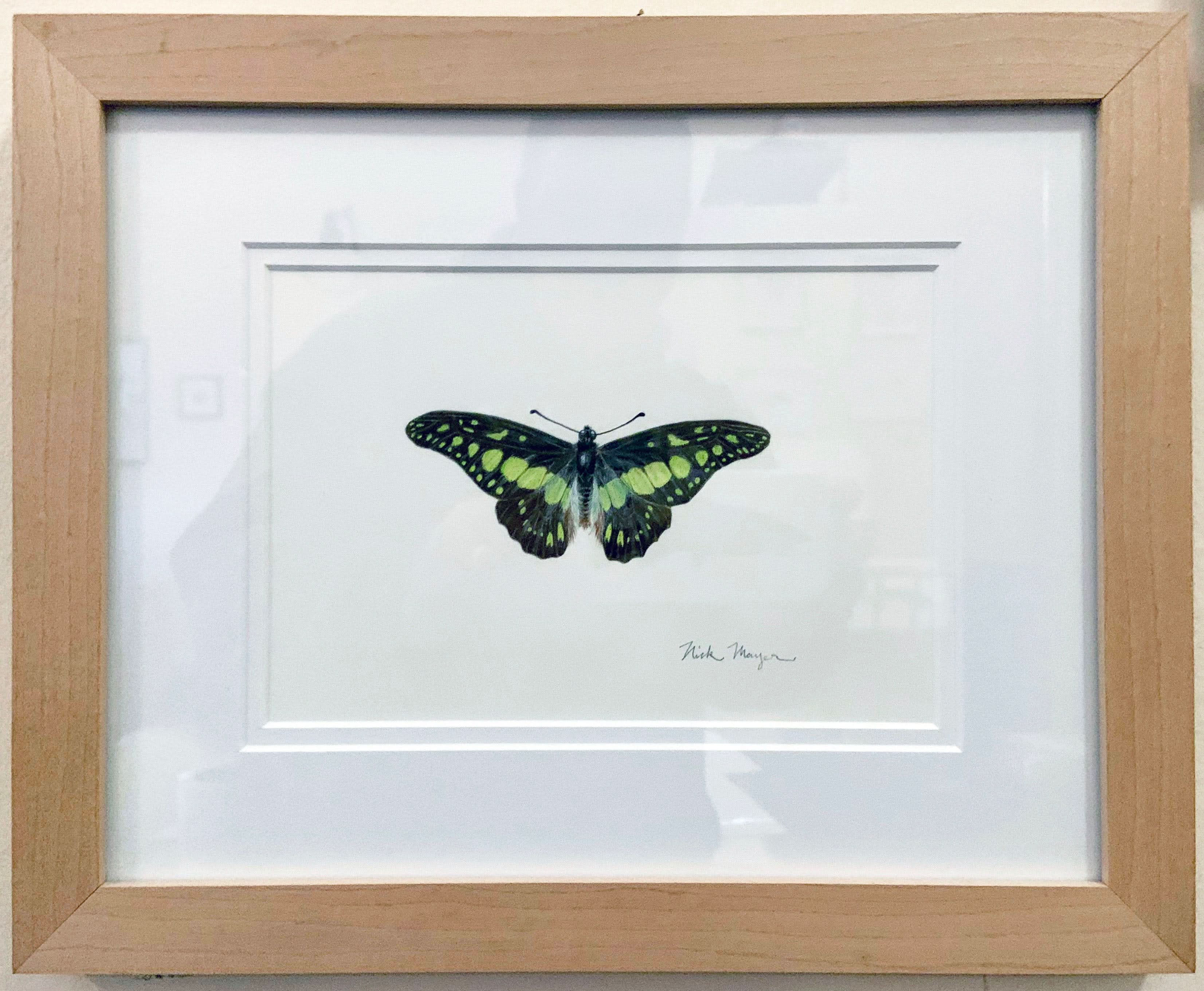 Electric Green Swordtail Butterfly Original Painting