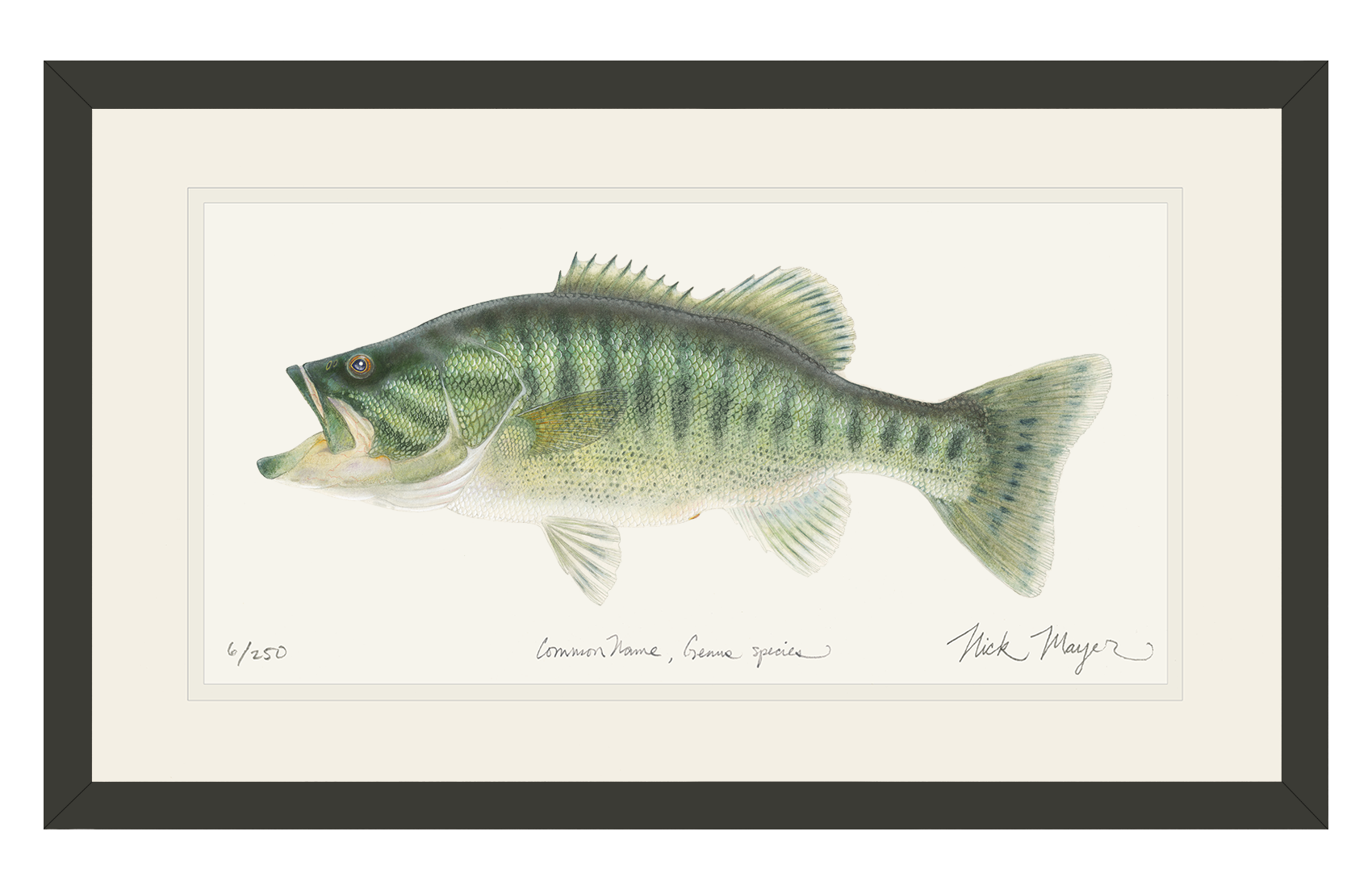 Guadalupe Bass Limited Edition Print