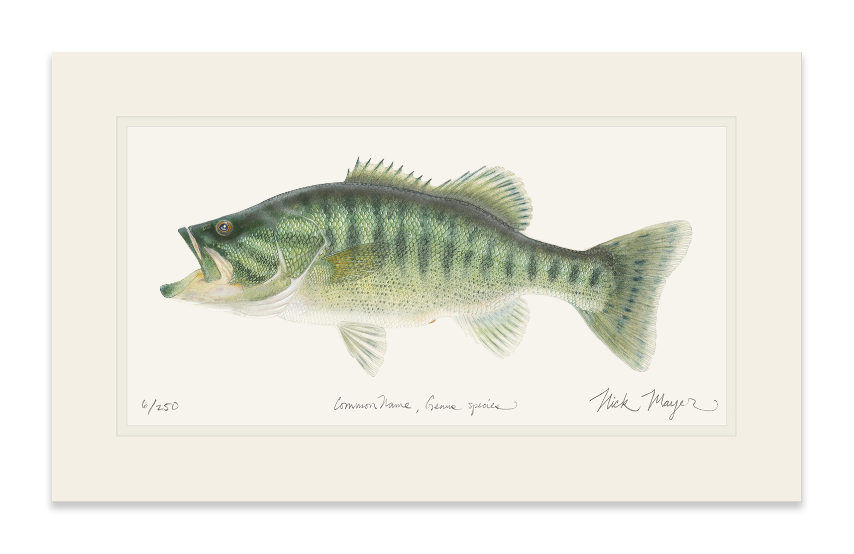 Guadalupe Bass Limited Edition Print