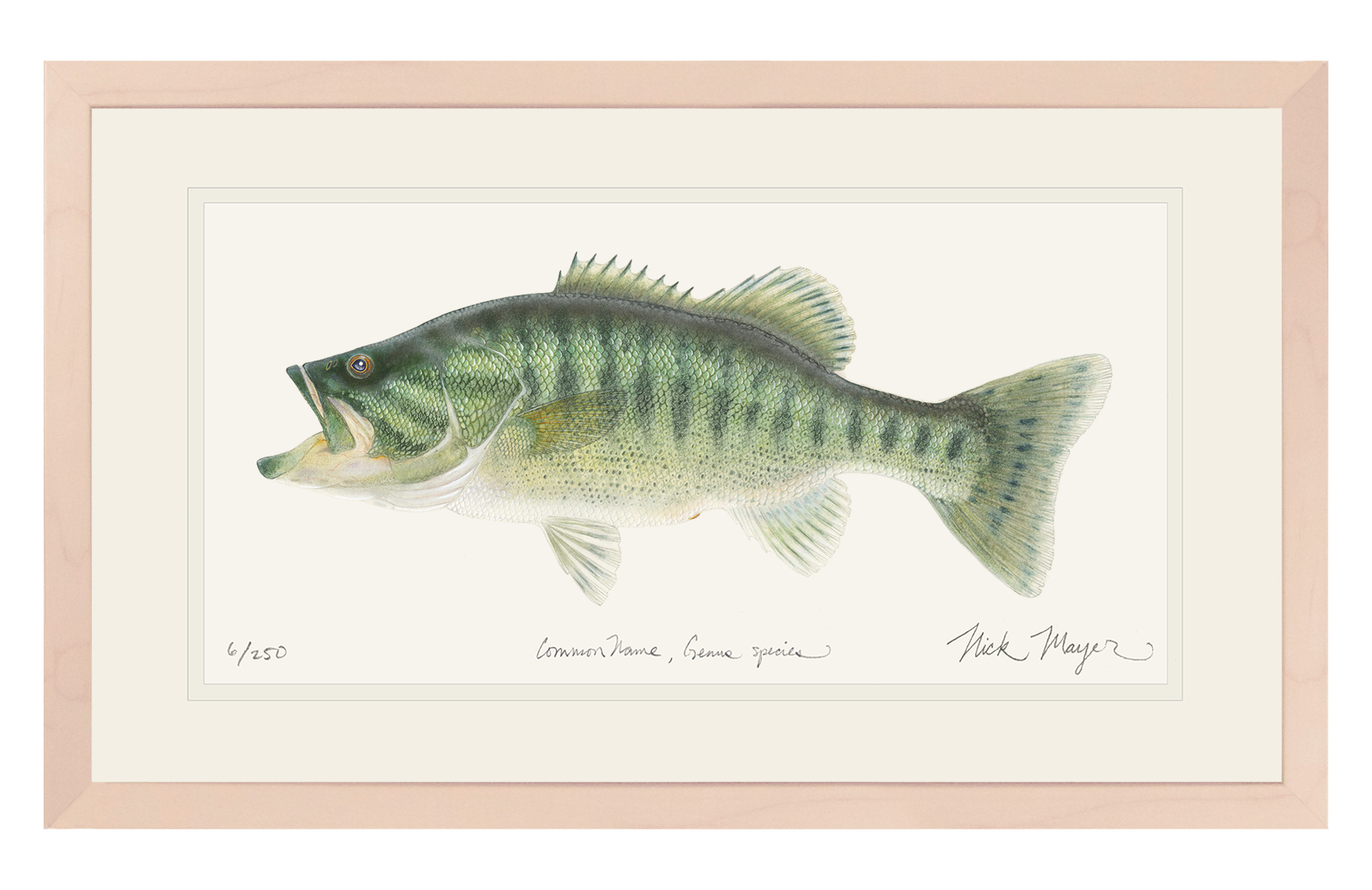 Guadalupe Bass Limited Edition Print