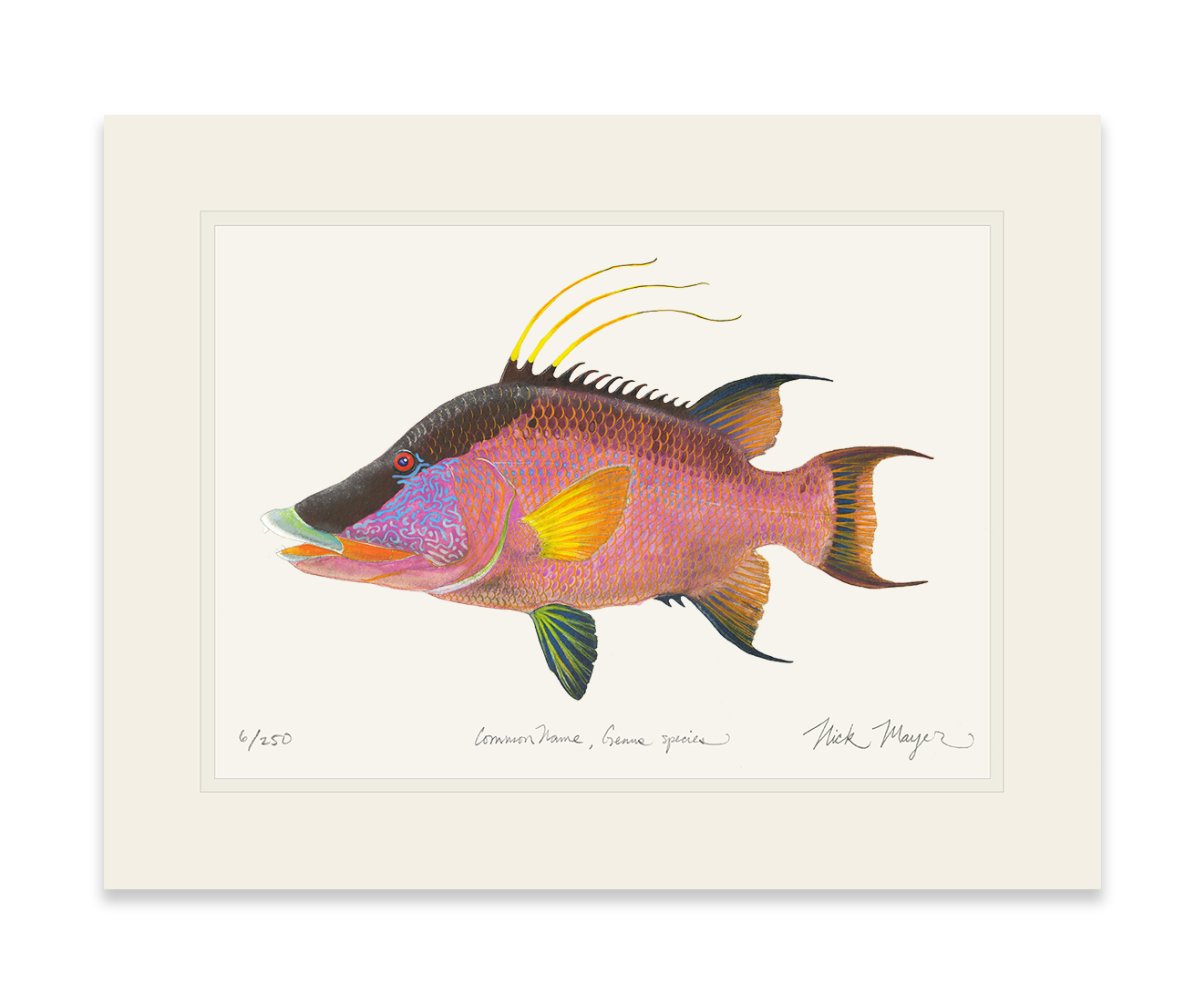 Hogfish Limited Edition Print