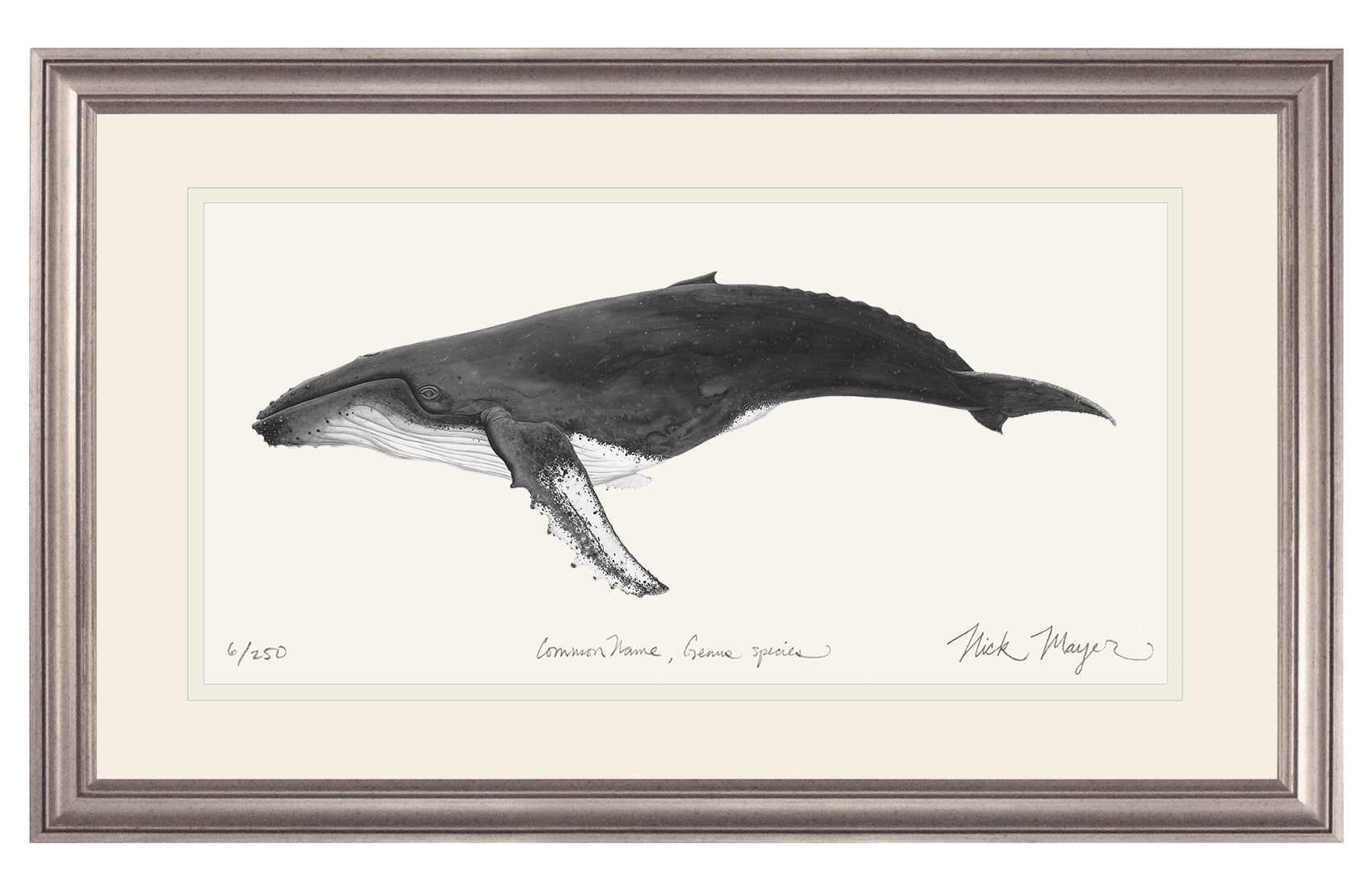 Humpback Whale Limited Edition Print (B&W)