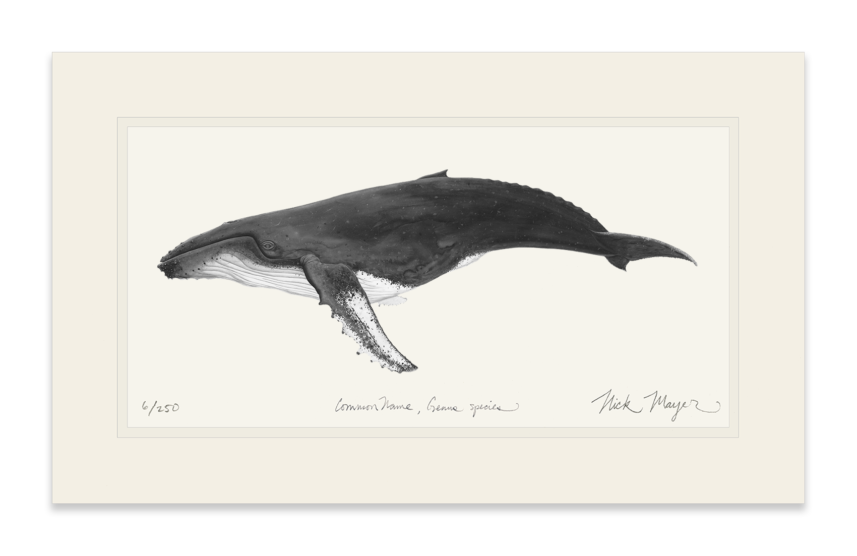 Humpback Whale Limited Edition Print (B&W)