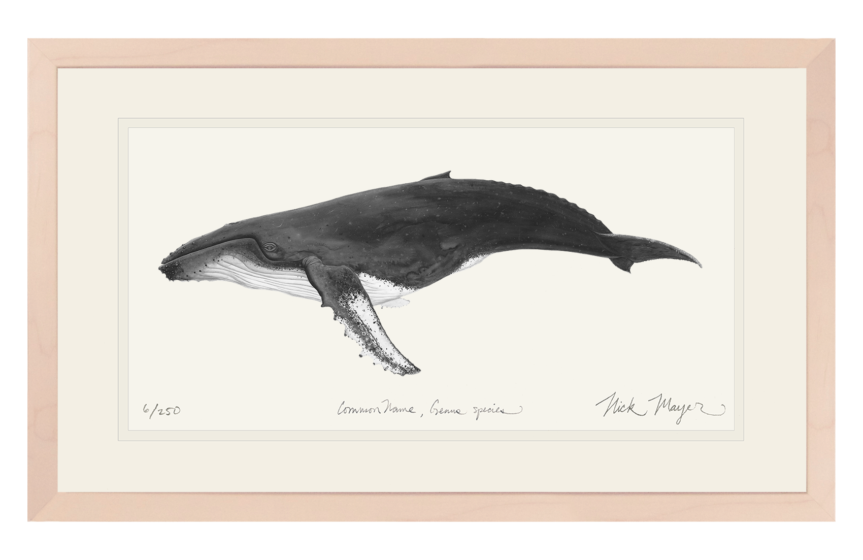 Humpback Whale Limited Edition Print (B&W)