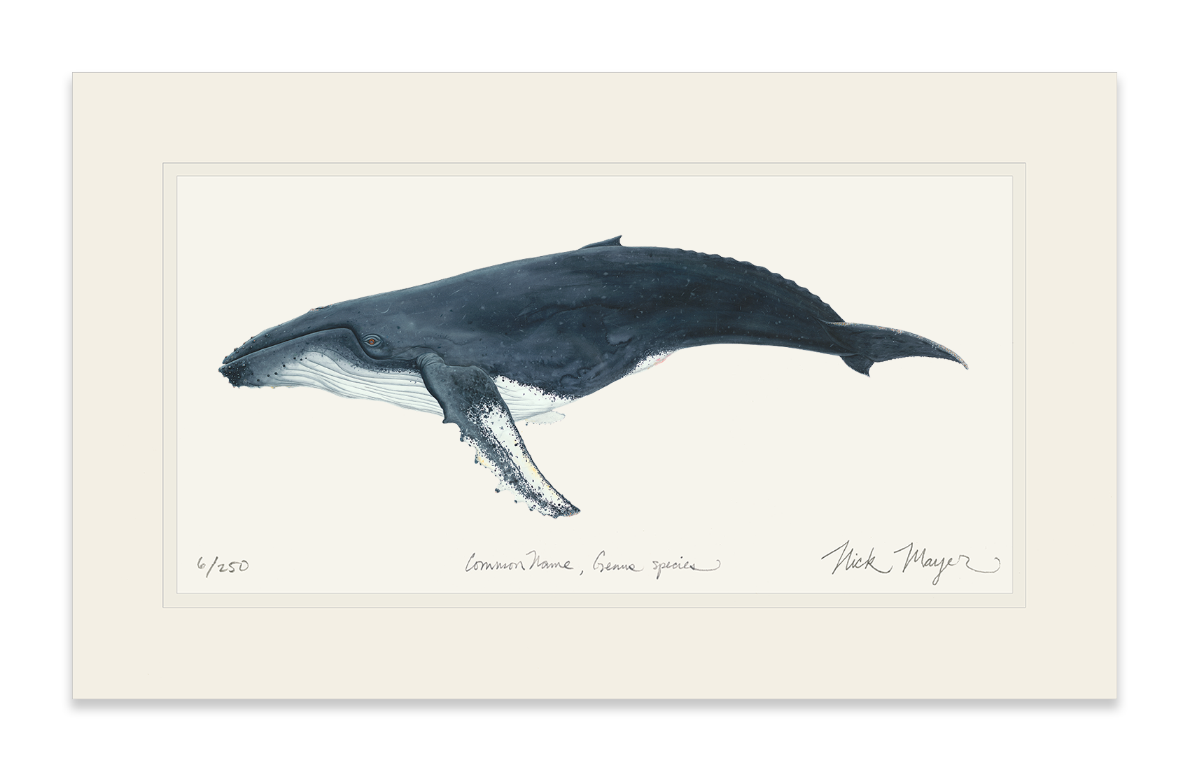 Humpback Whale Limited Edition Print