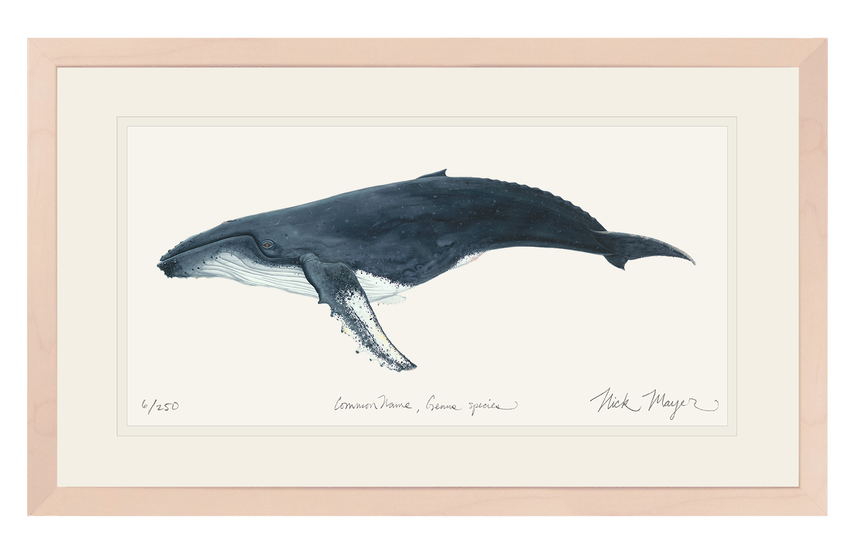 Humpback Whale Limited Edition Print