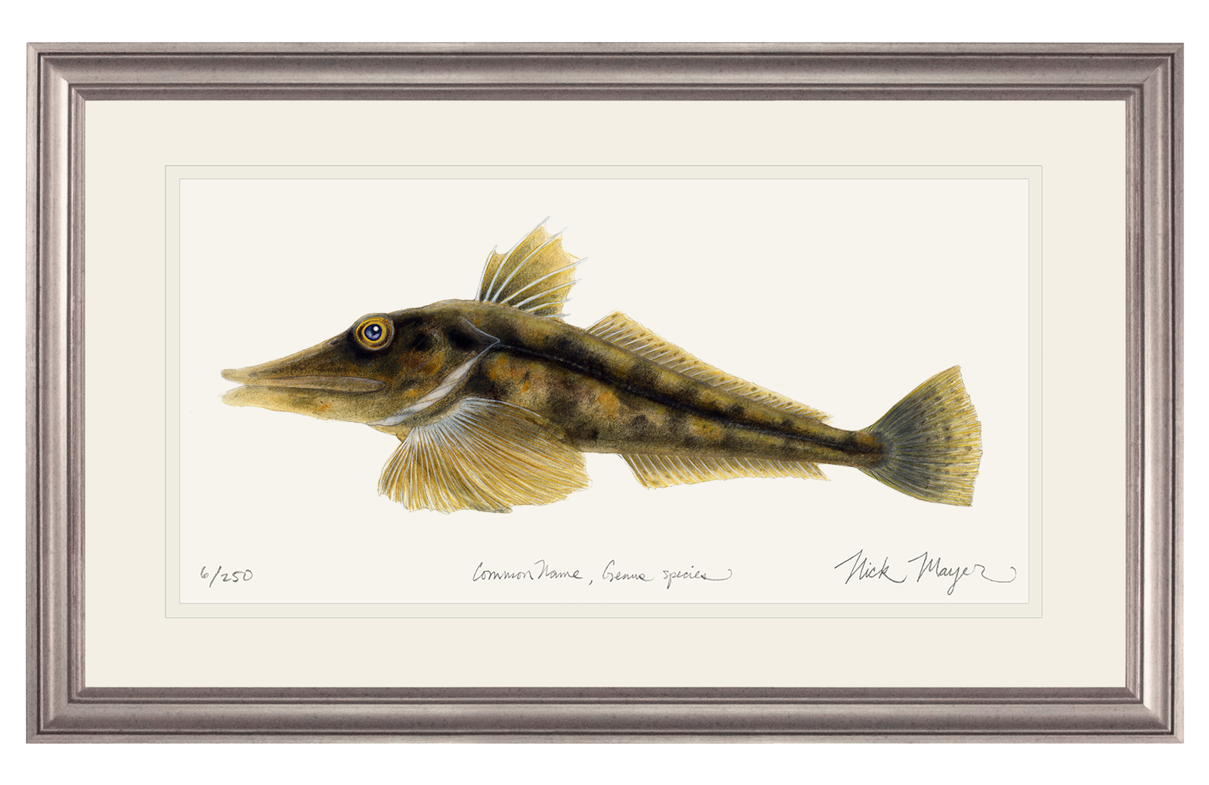 Antarctic Icefish Limited Edition Print