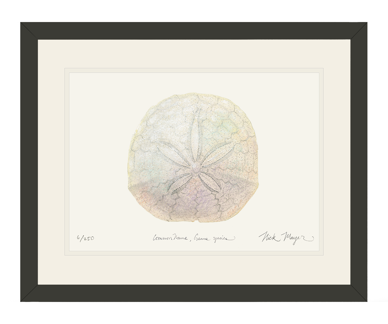 Ivory Sand Dollar II Limited Edition Print