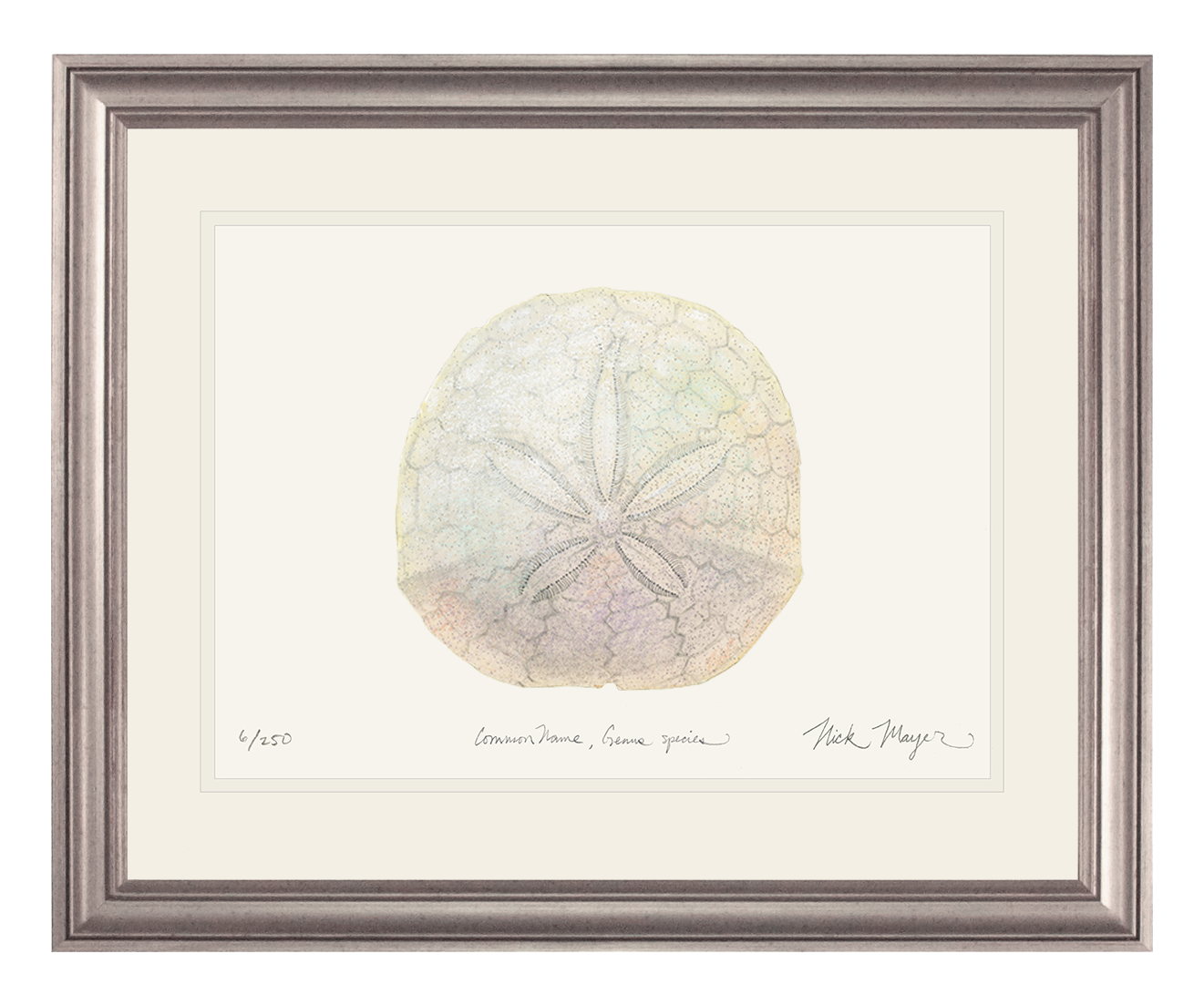 Ivory Sand Dollar II Limited Edition Print