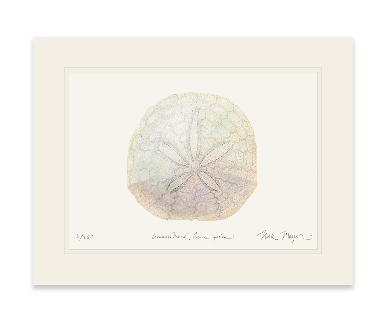 Ivory Sand Dollar II Limited Edition Print