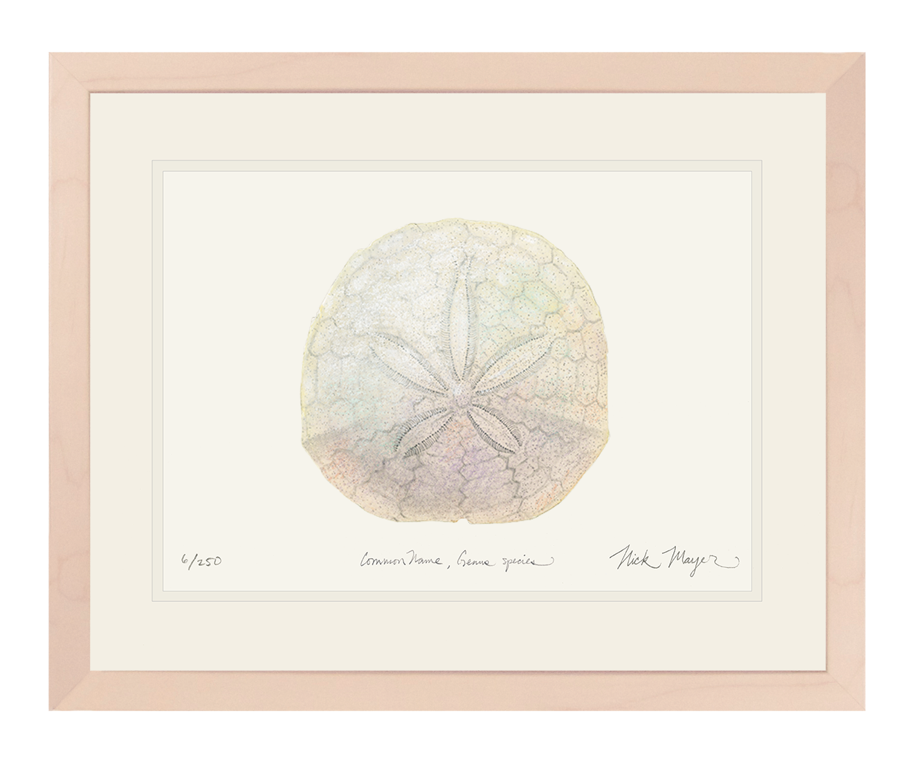 Ivory Sand Dollar II Limited Edition Print