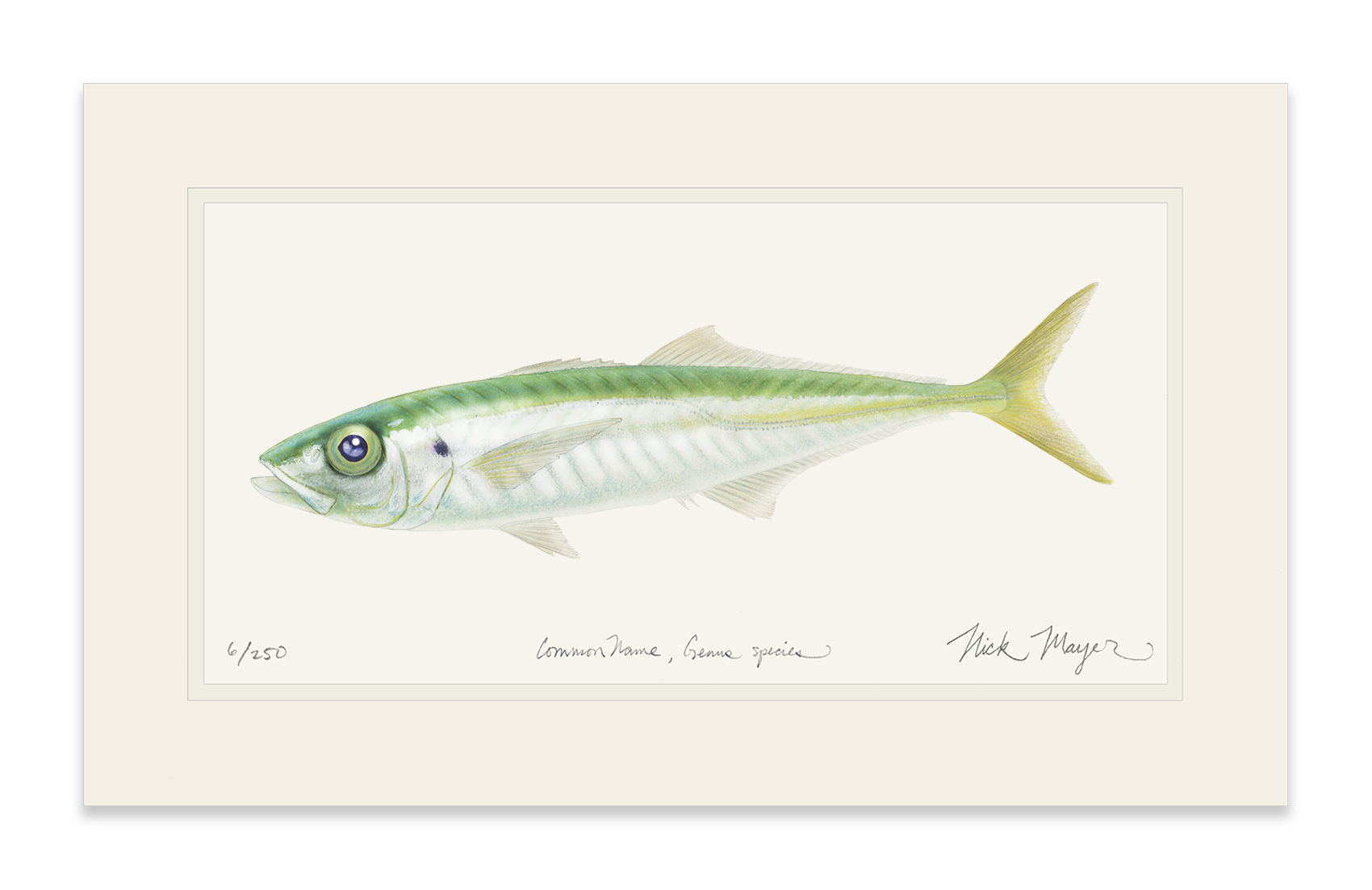 Jack Mackerel Limited Edition Print