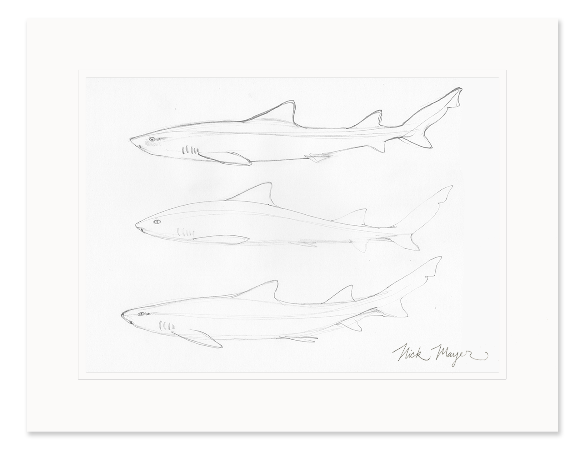 Leopard Shark Study Original Pencil Sketch