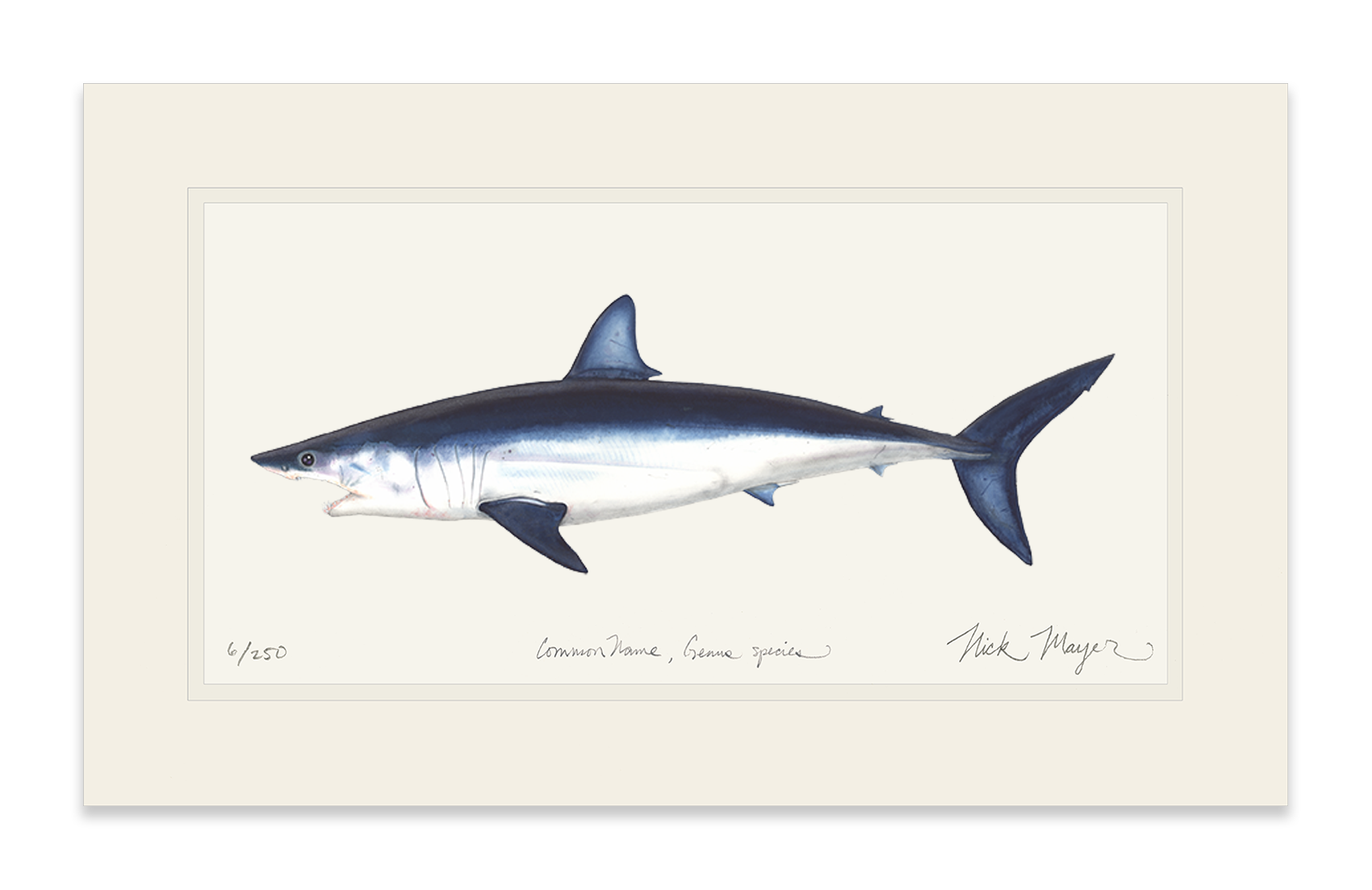 Mako Shark Limited Edition Print