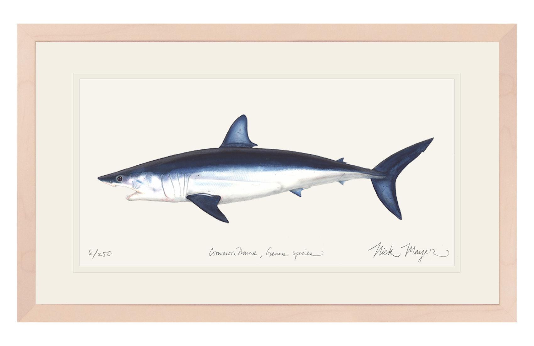 Mako Shark Limited Edition Print