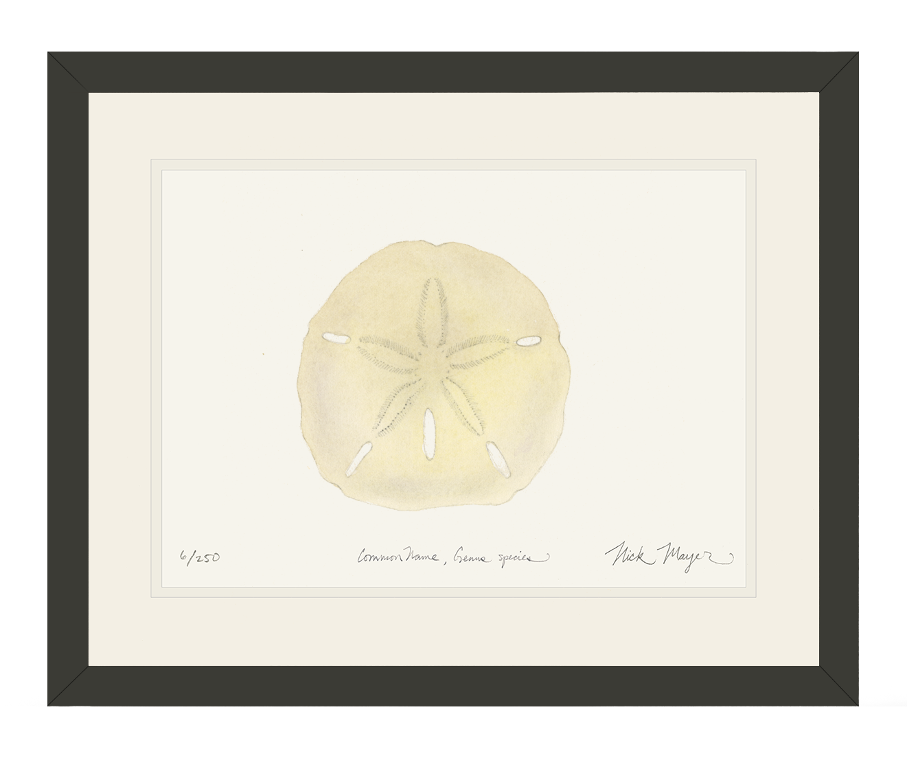 Ivory Sand Dollar I Limited Edition Print