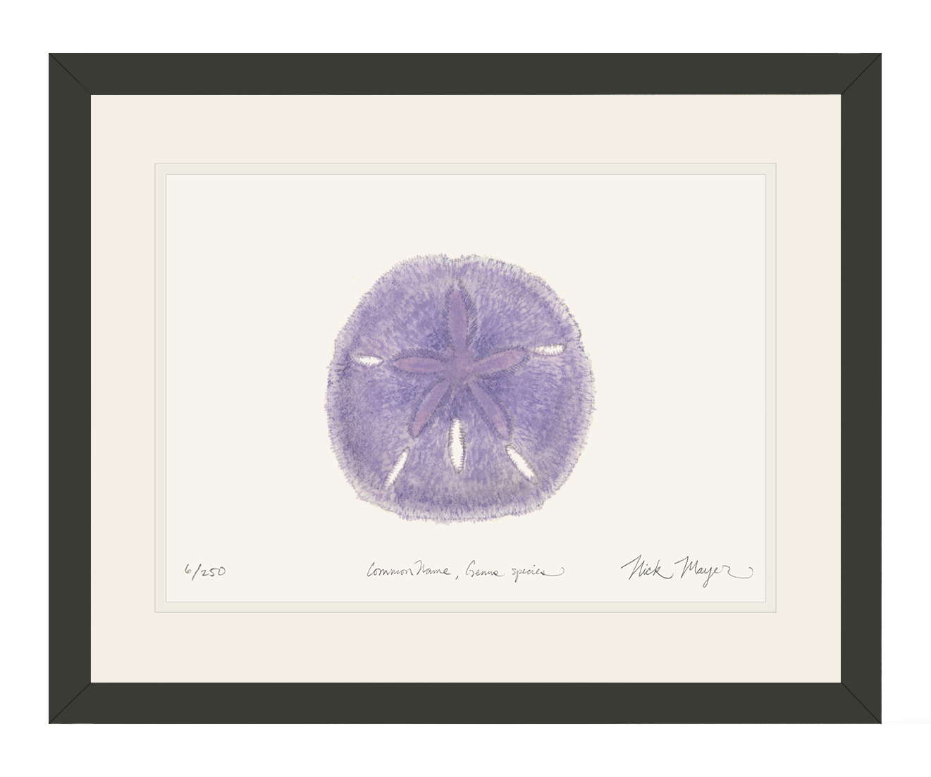 Purple Sand Dollar Limited Edition Print