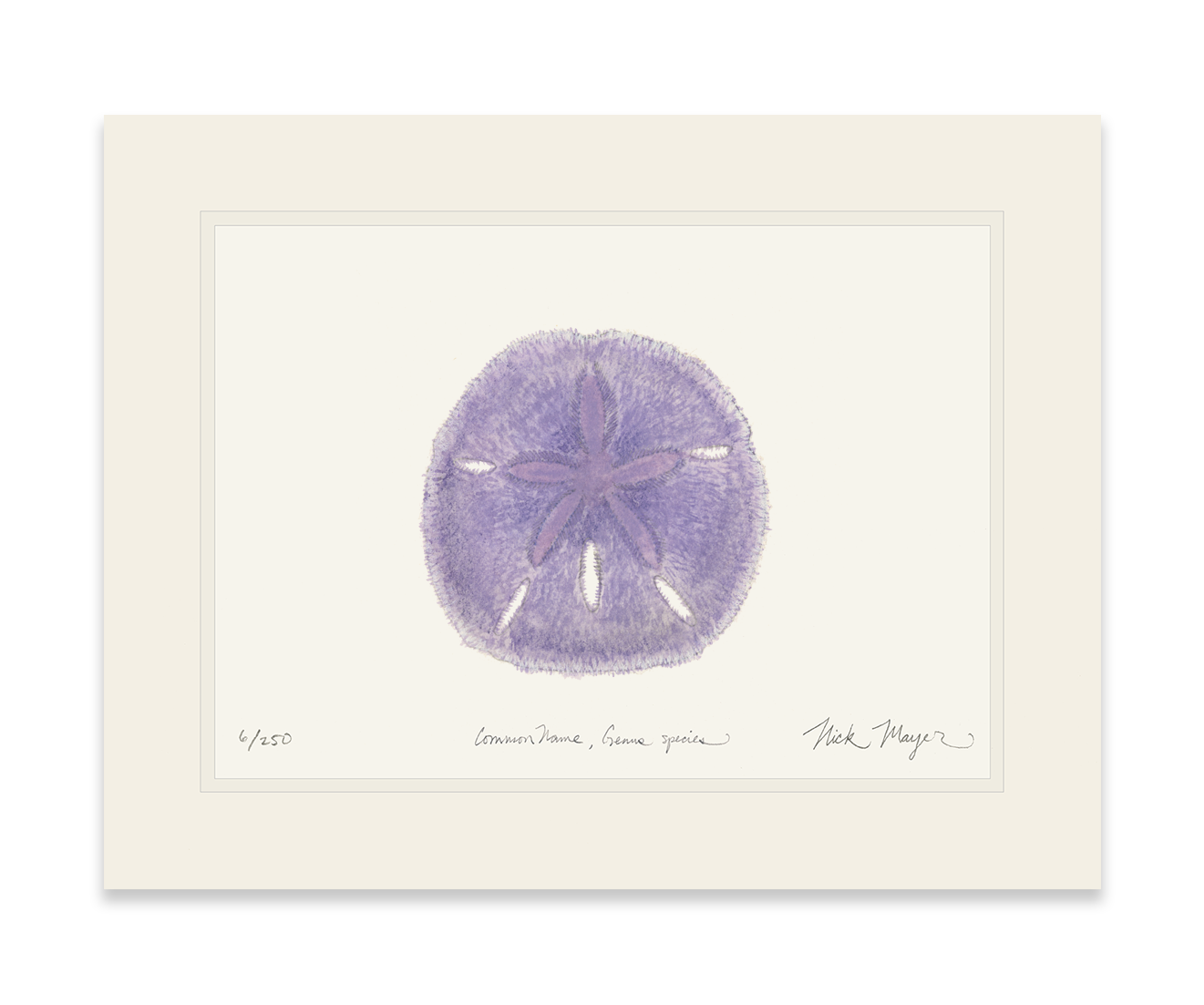 Purple Sand Dollar Limited Edition Print