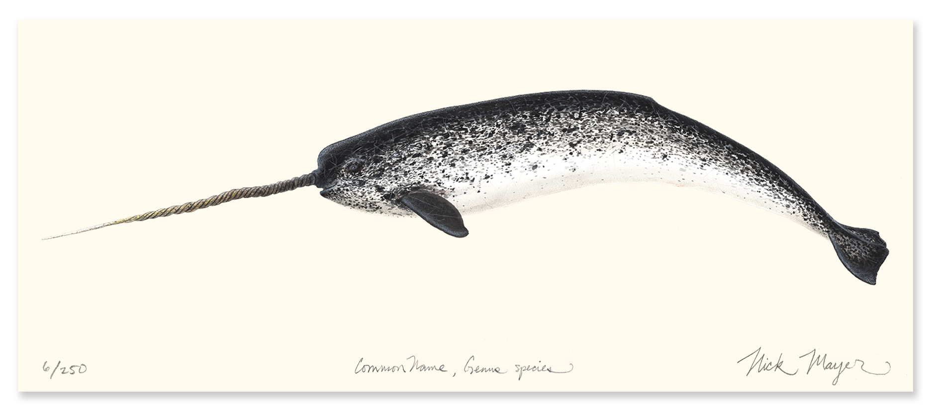 Narwhal Masterwork Limited Edition Canvas