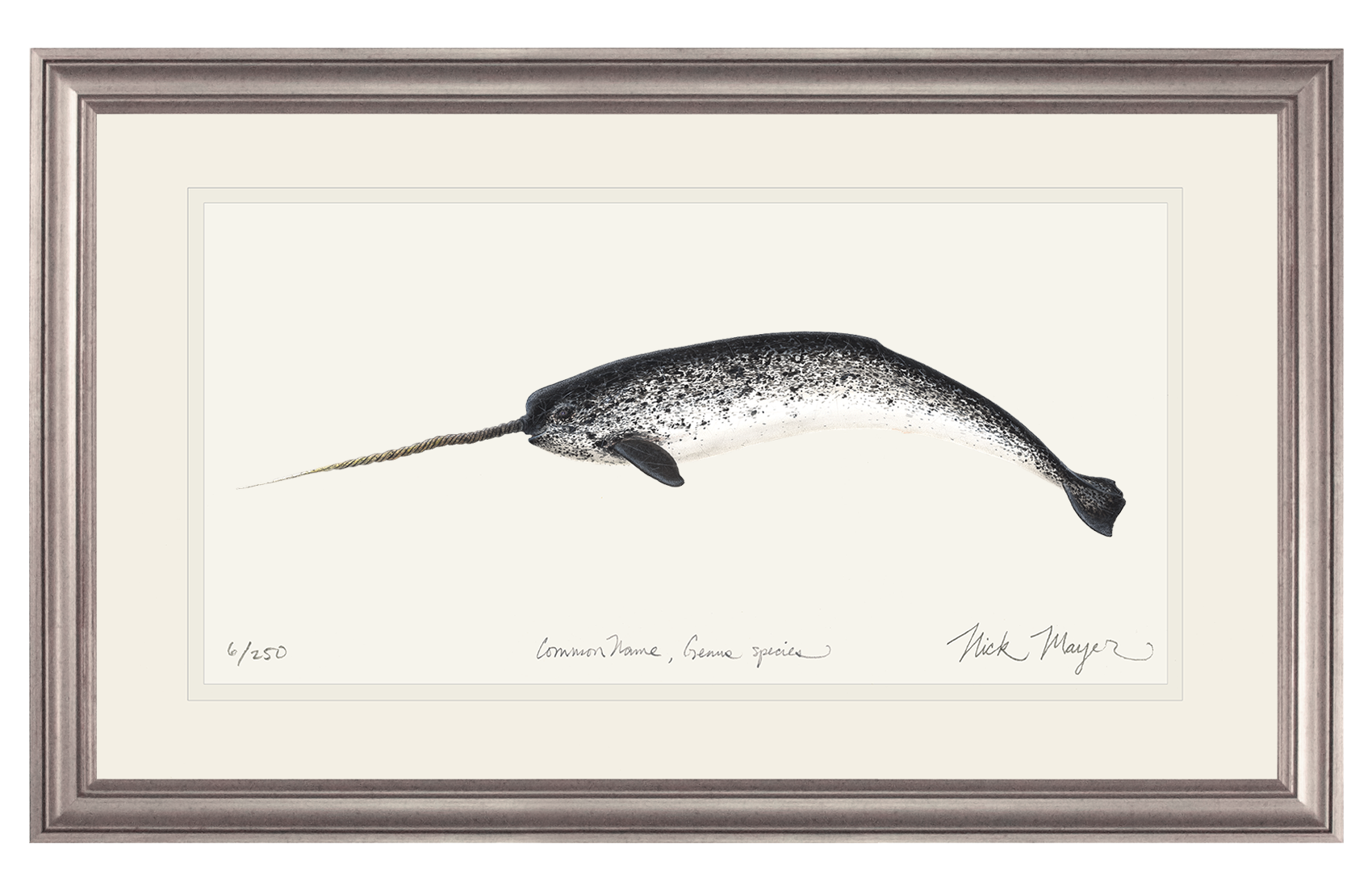 Narwhal Limited Edition Print