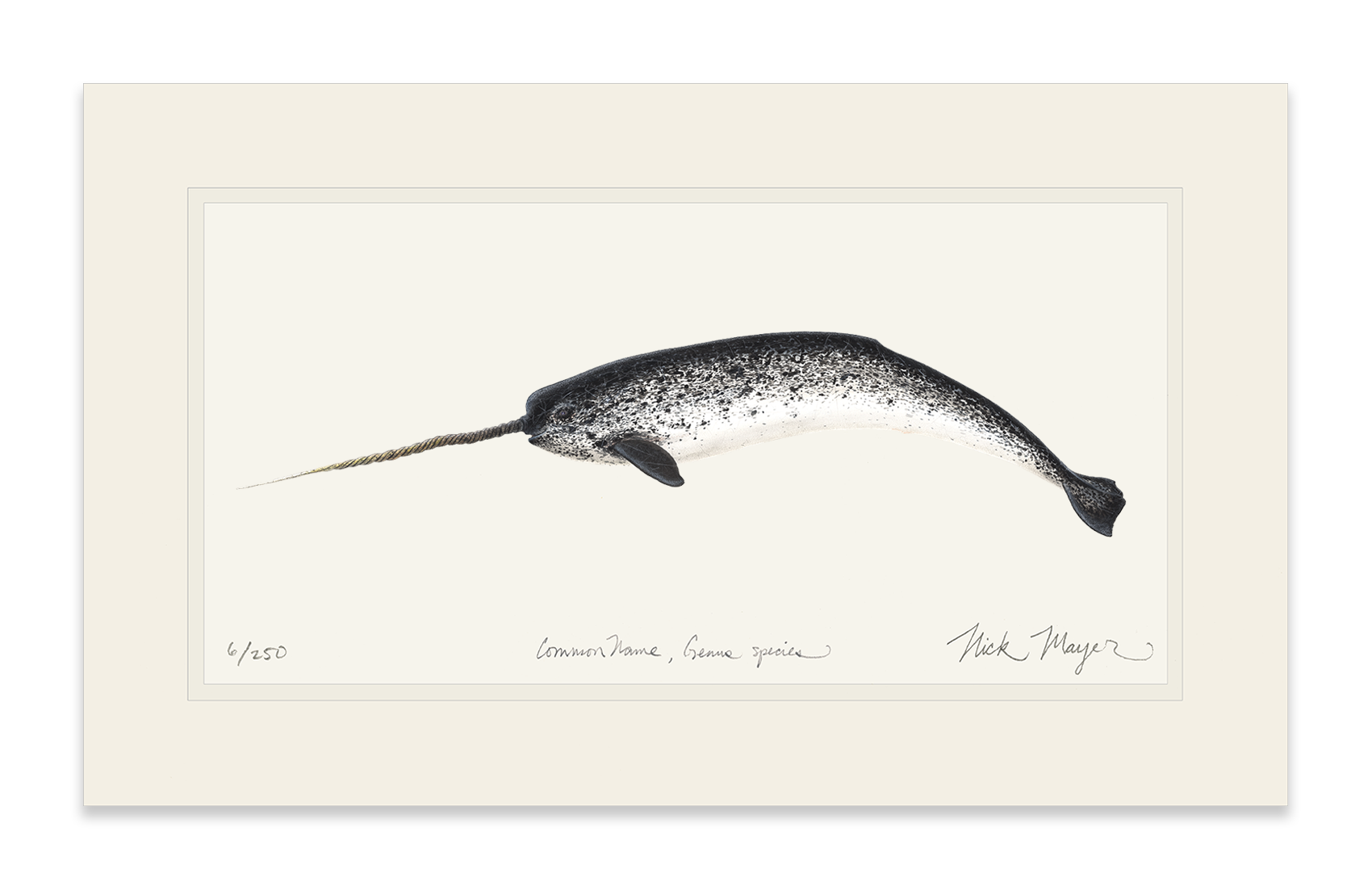 Narwhal Limited Edition Print