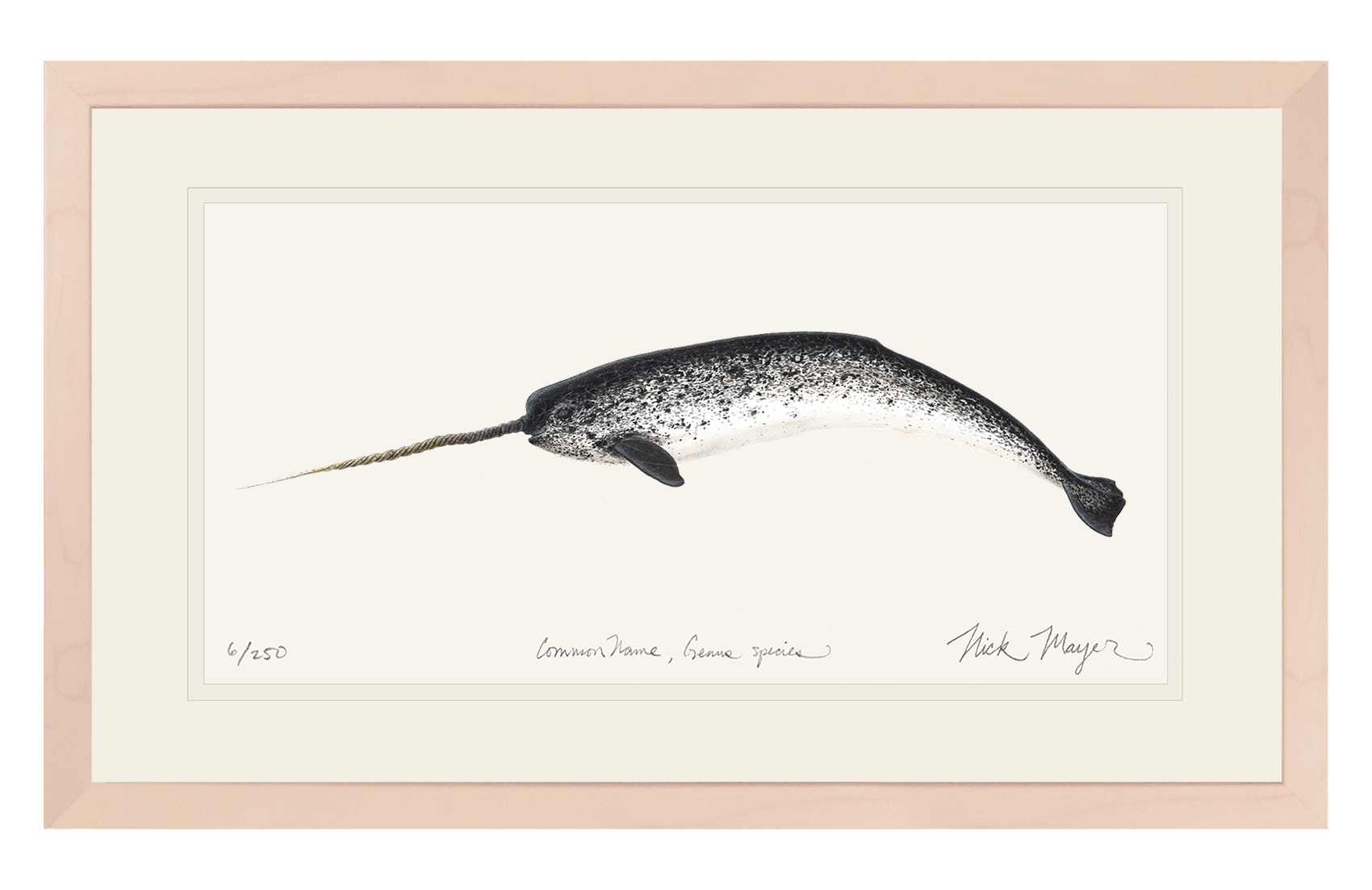 Narwhal Limited Edition Print