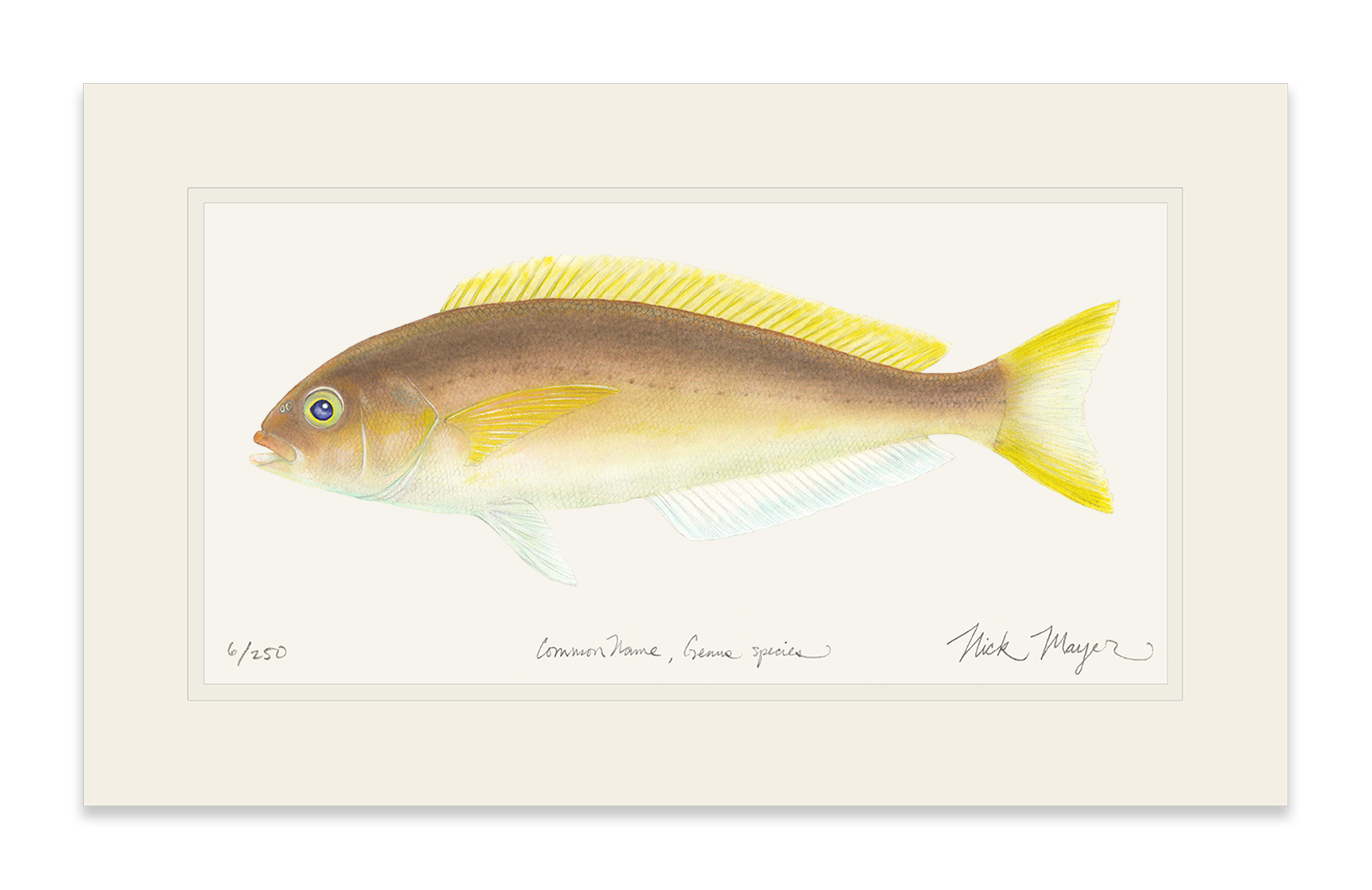 Ocean Whitefish Limited Edition Print