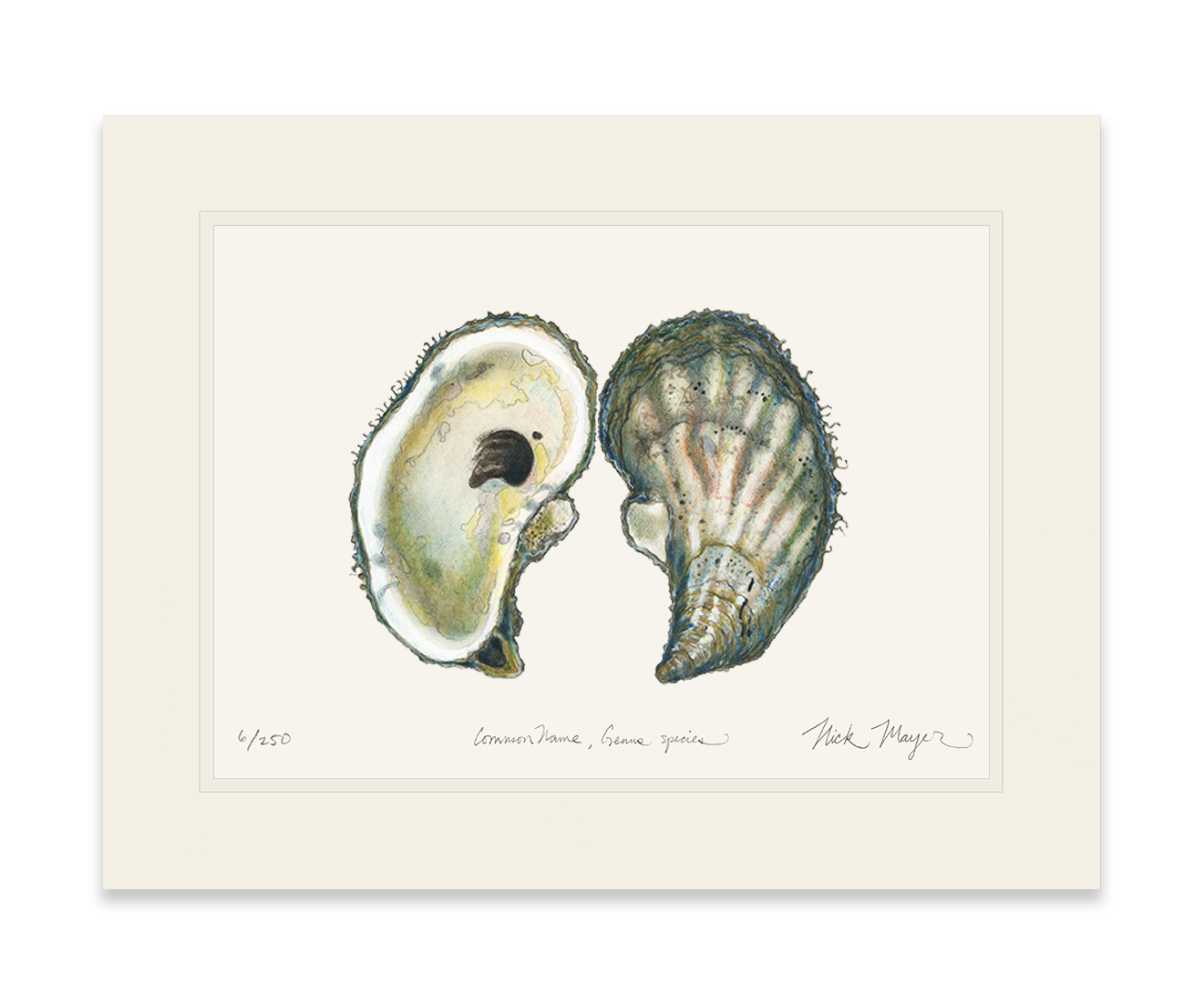 Atlantic Oyster I Limited Edition Print