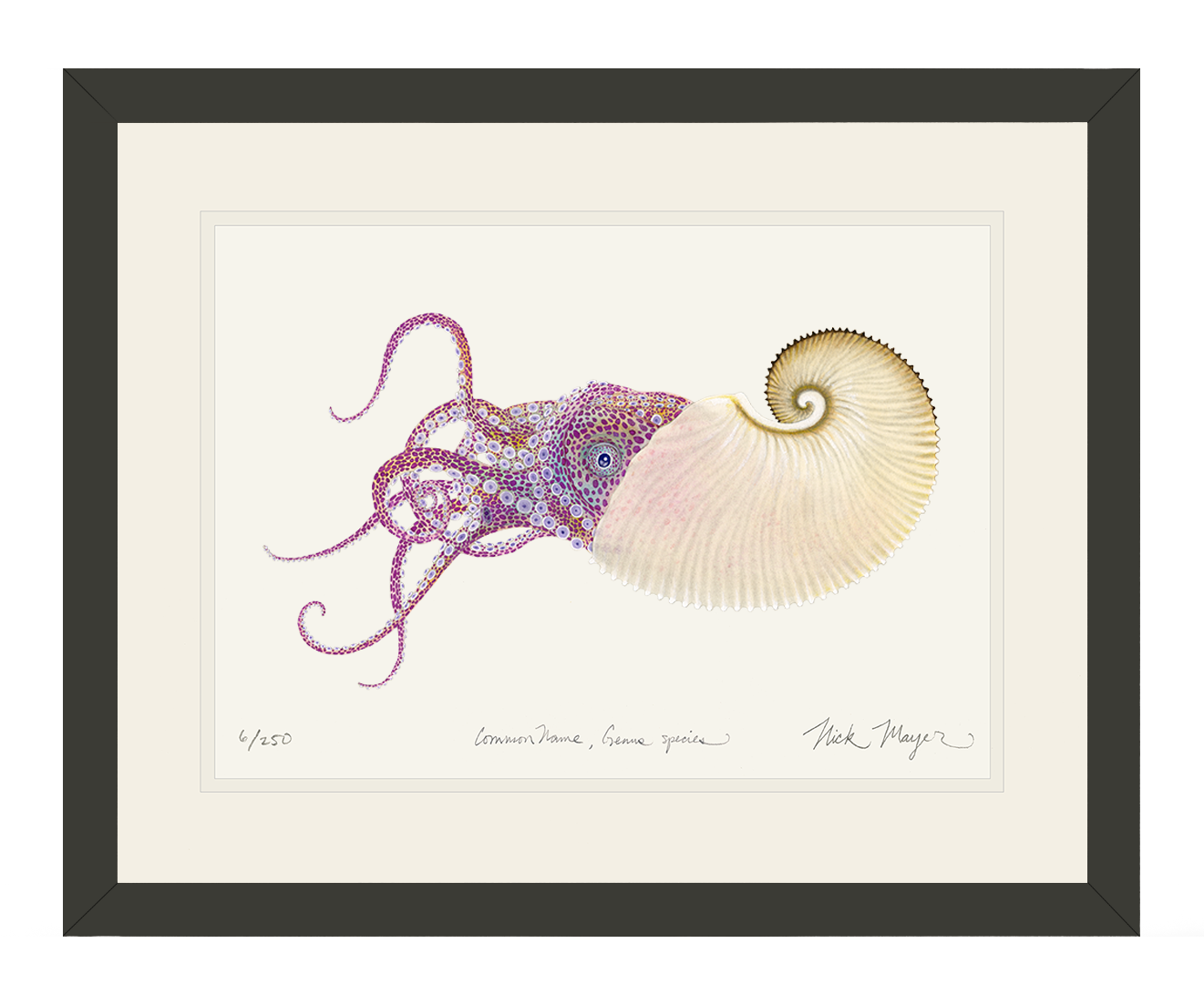 Paper Nautilus Limited Edition Print