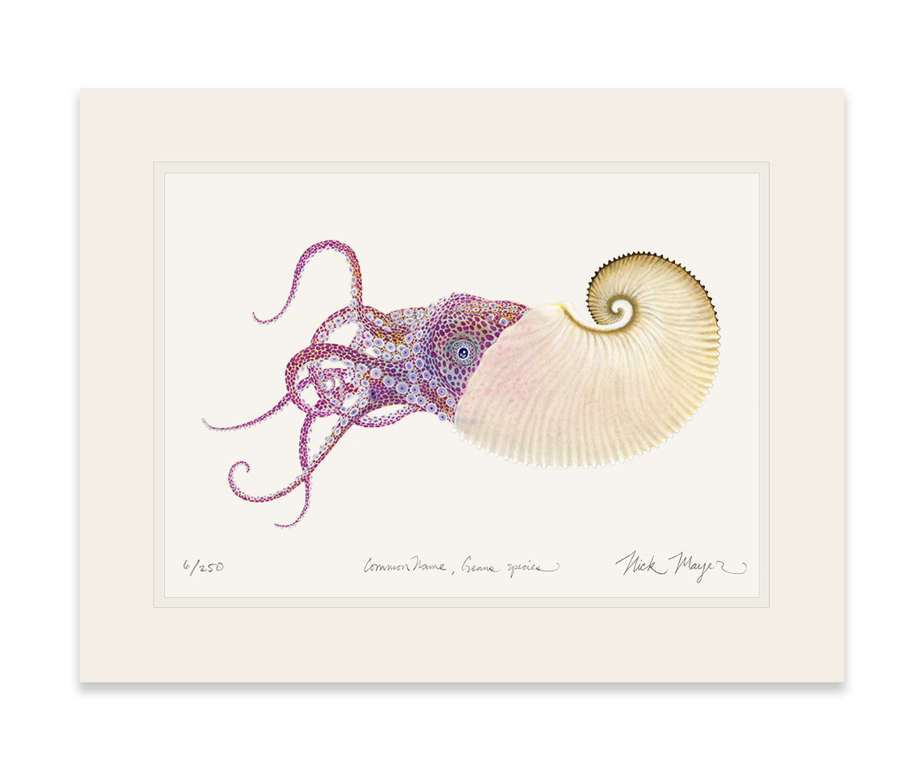 Paper Nautilus Limited Edition Print