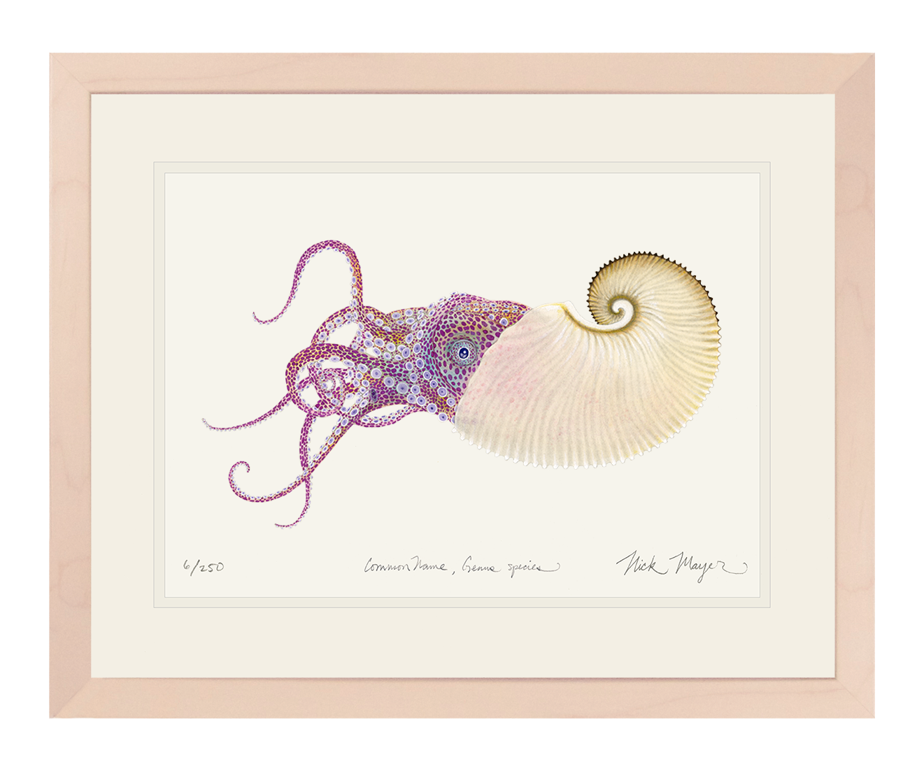 Paper Nautilus Limited Edition Print