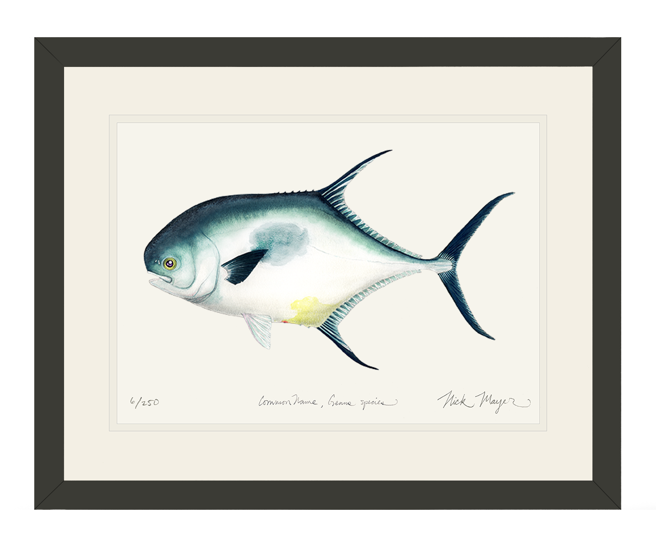 Atlantic Permit Limited Edition Print