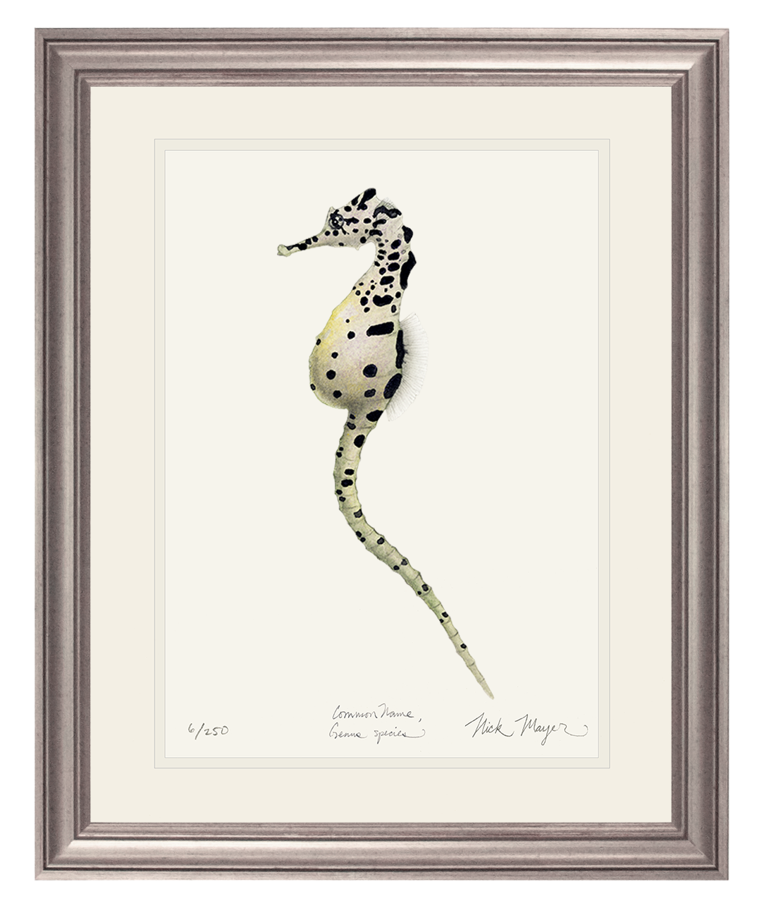 Pot Bellied Seahorse Print