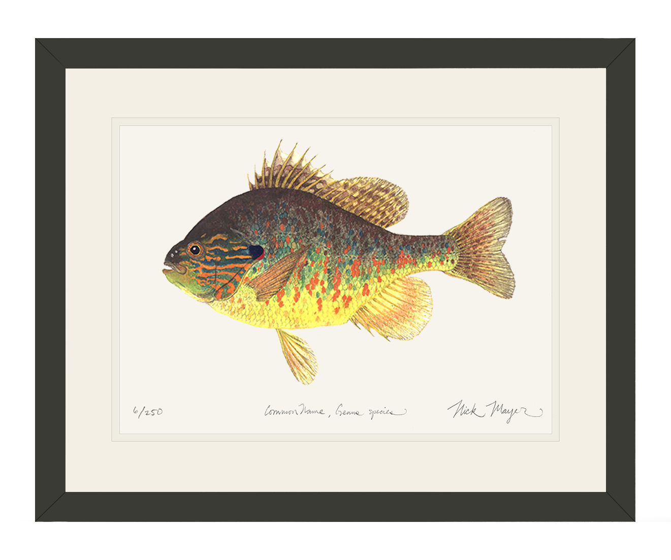 Pumpkinseed Limited Edition Print