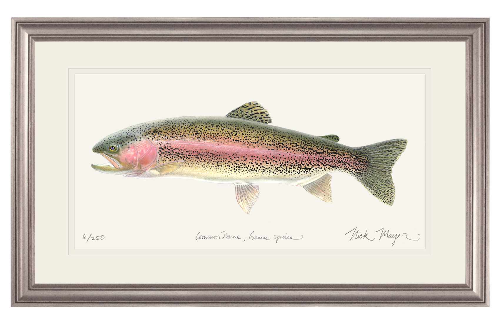 Rainbow Trout Limited Edition Print - Best Seller