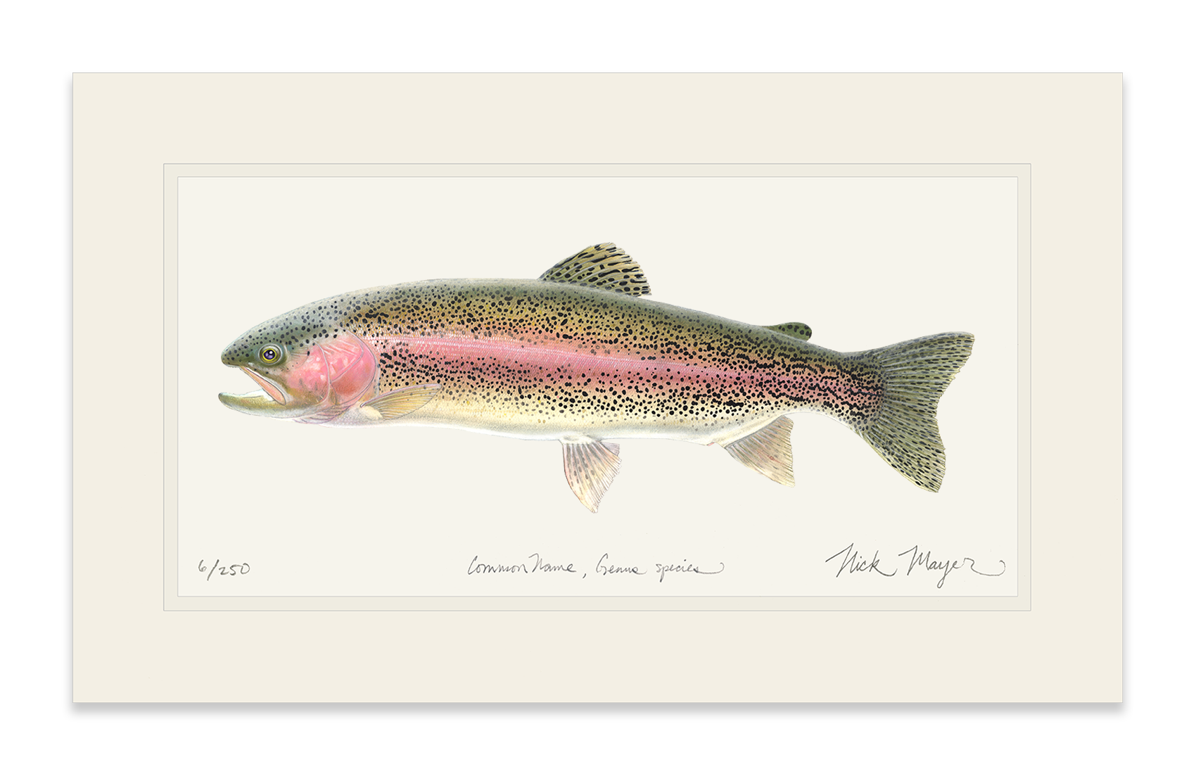 Rainbow Trout Limited Edition Print - Best Seller