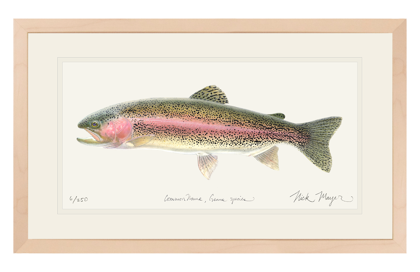 Rainbow Trout Limited Edition Print - Best Seller