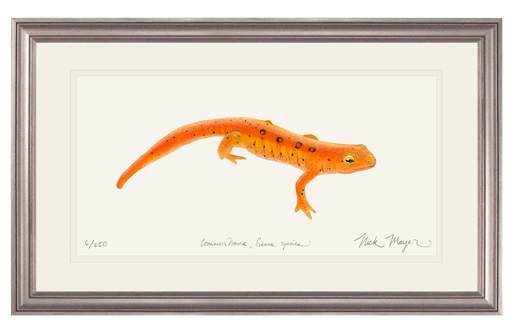 Red Eft Newt Print