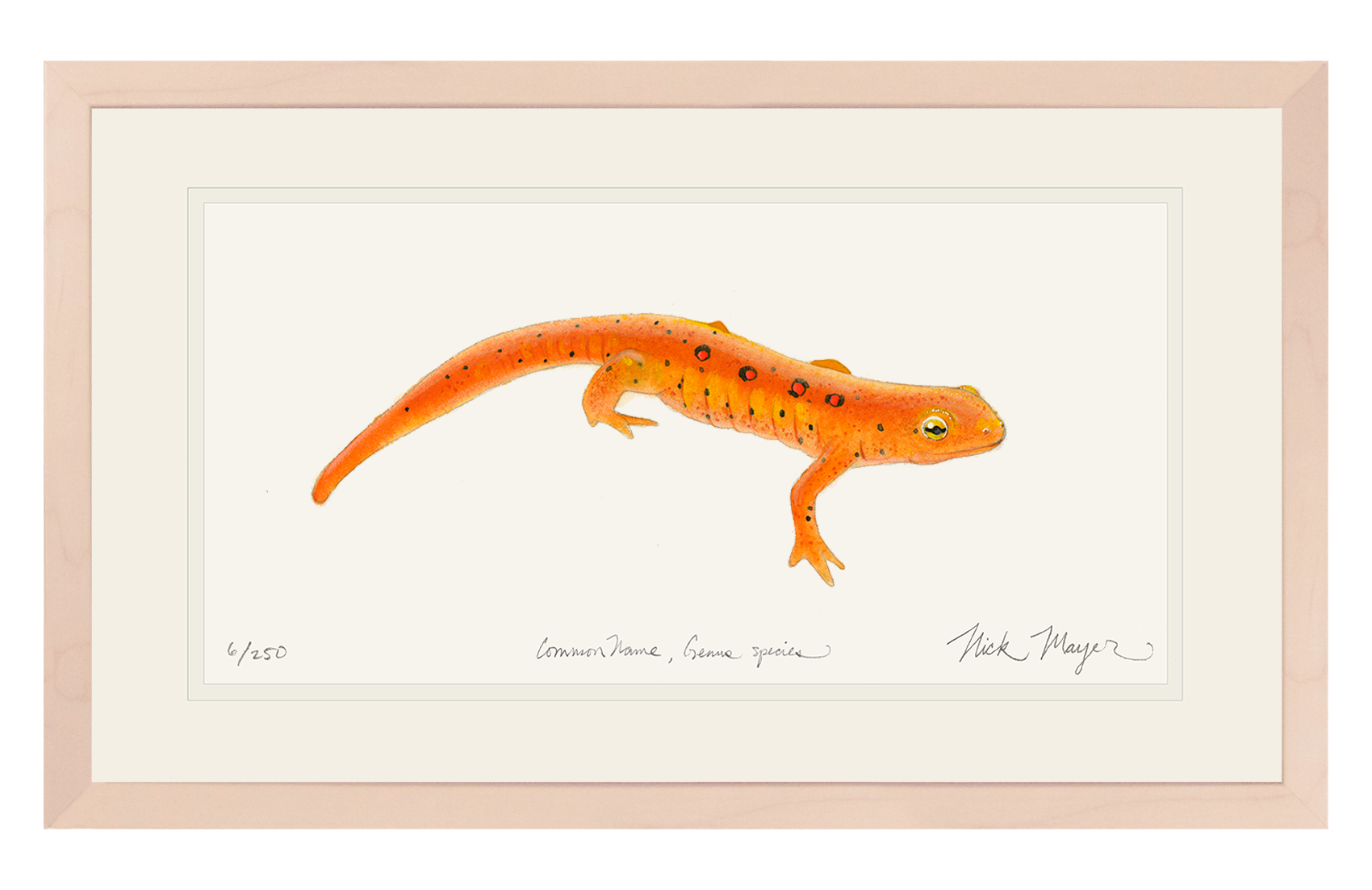 Red Eft Newt Print