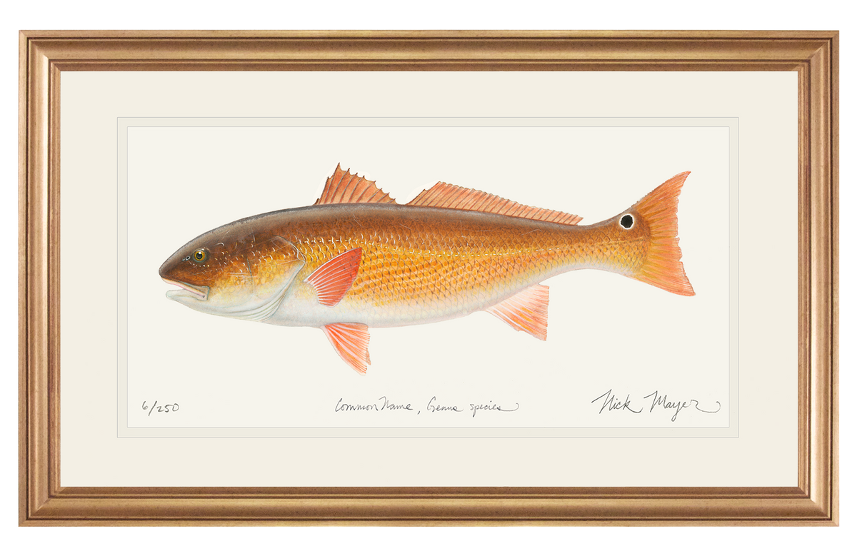 Red Drum (original watercolor) fish painting, Redfish art, fish wall hot art, saltwater fish painting, gamefish art.