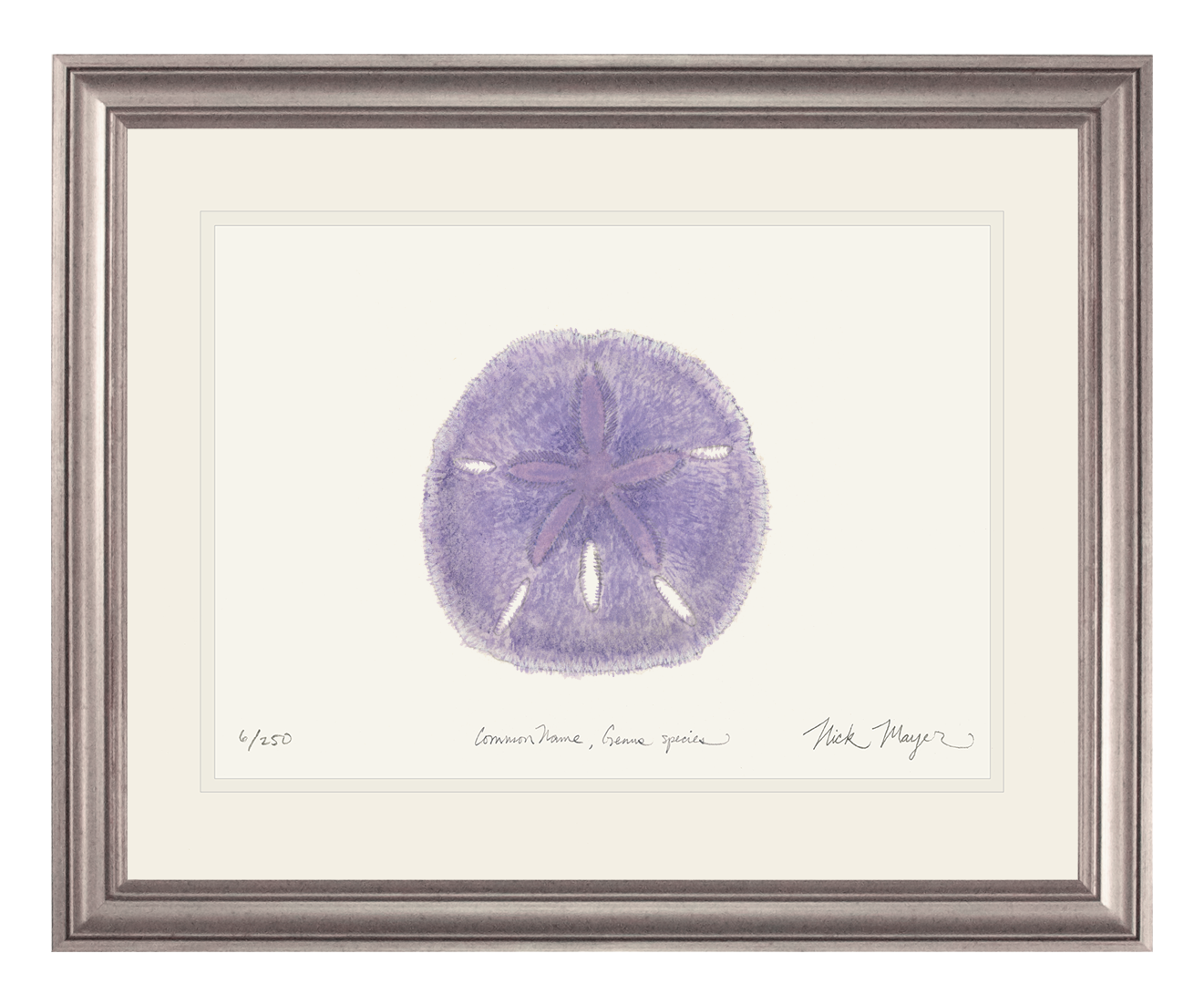 Purple Sand Dollar Limited Edition Print