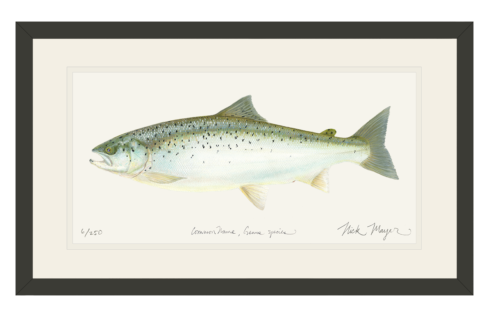 Landlocked Salmon Limited Edition Print