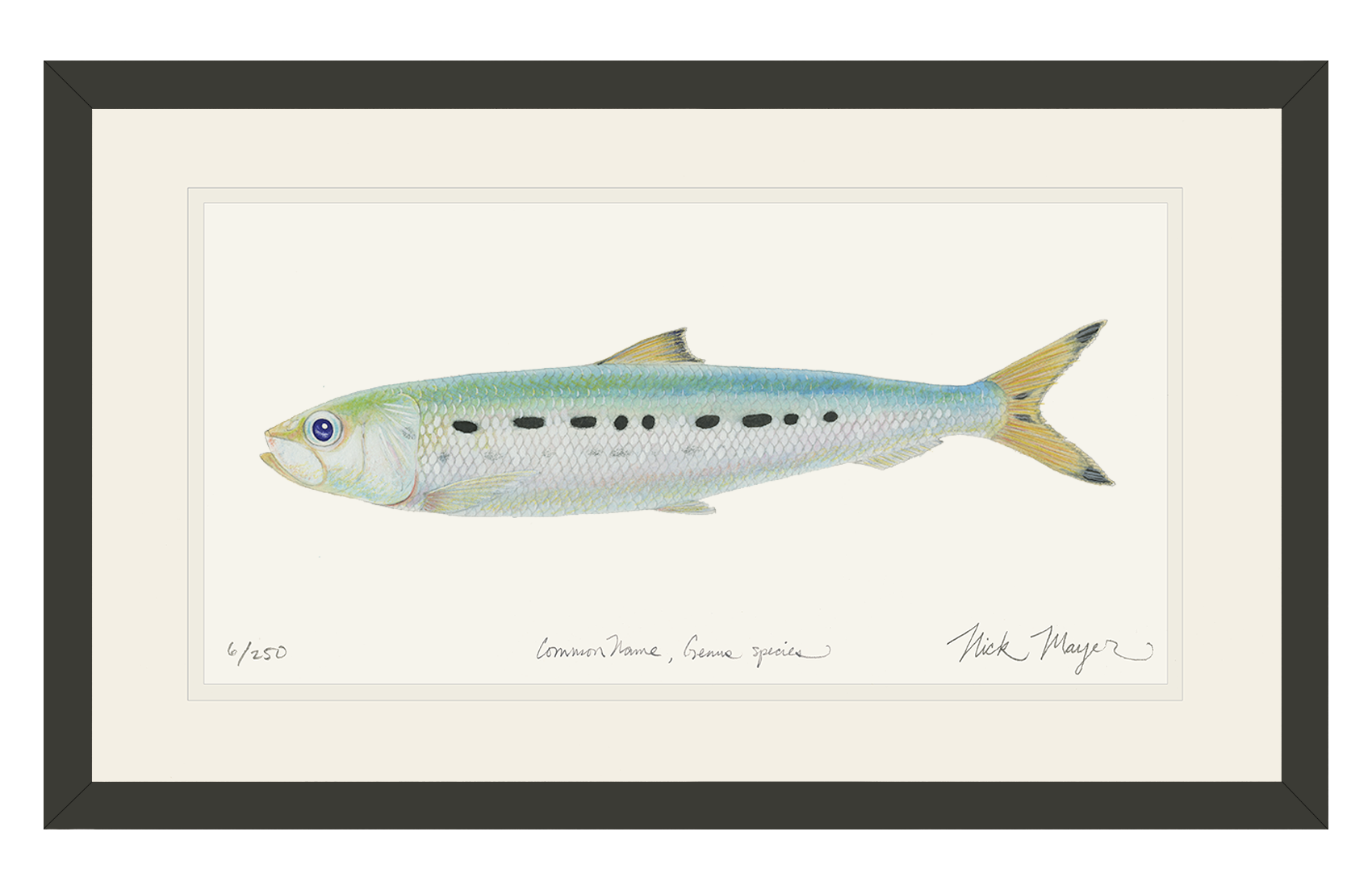 Sardine Limited Edition Print