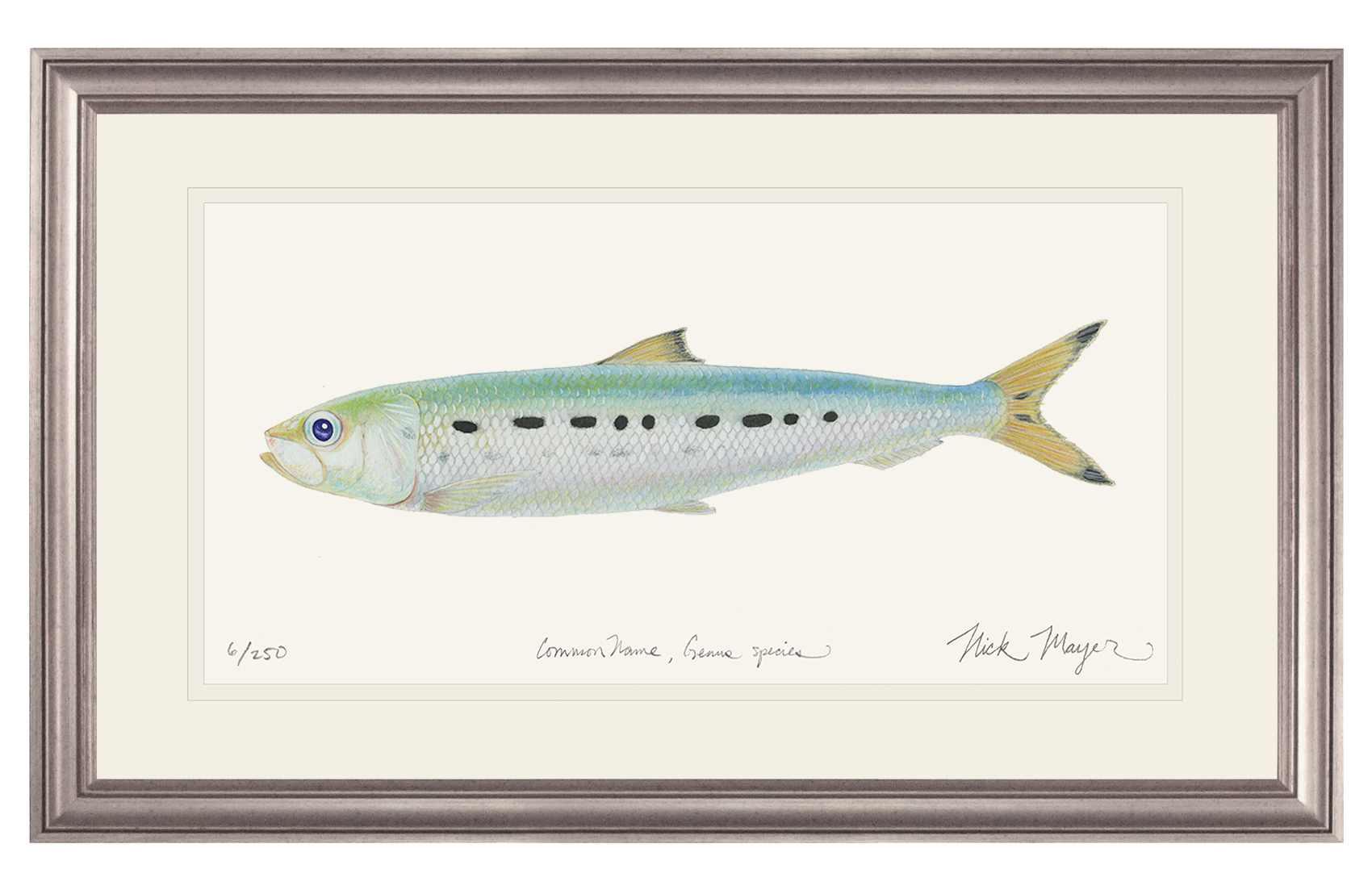 Sardine Limited Edition Print