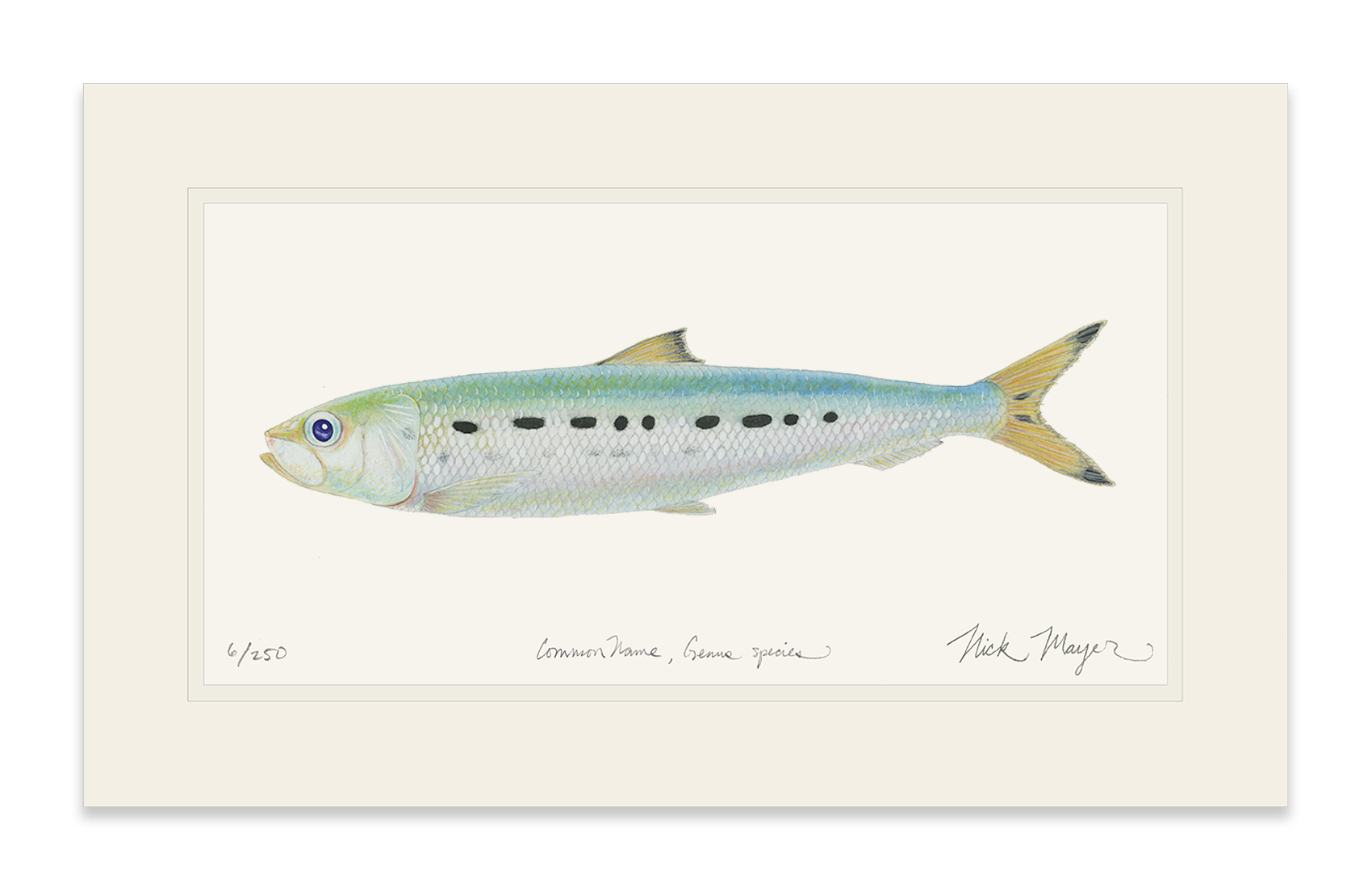 Sardine Limited Edition Print