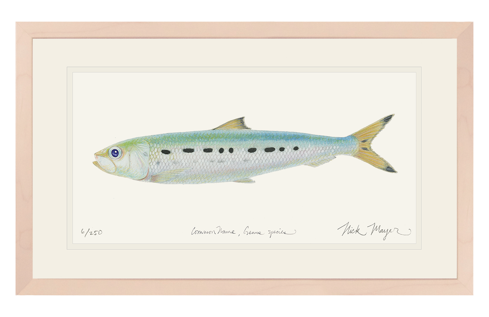 Sardine Limited Edition Print